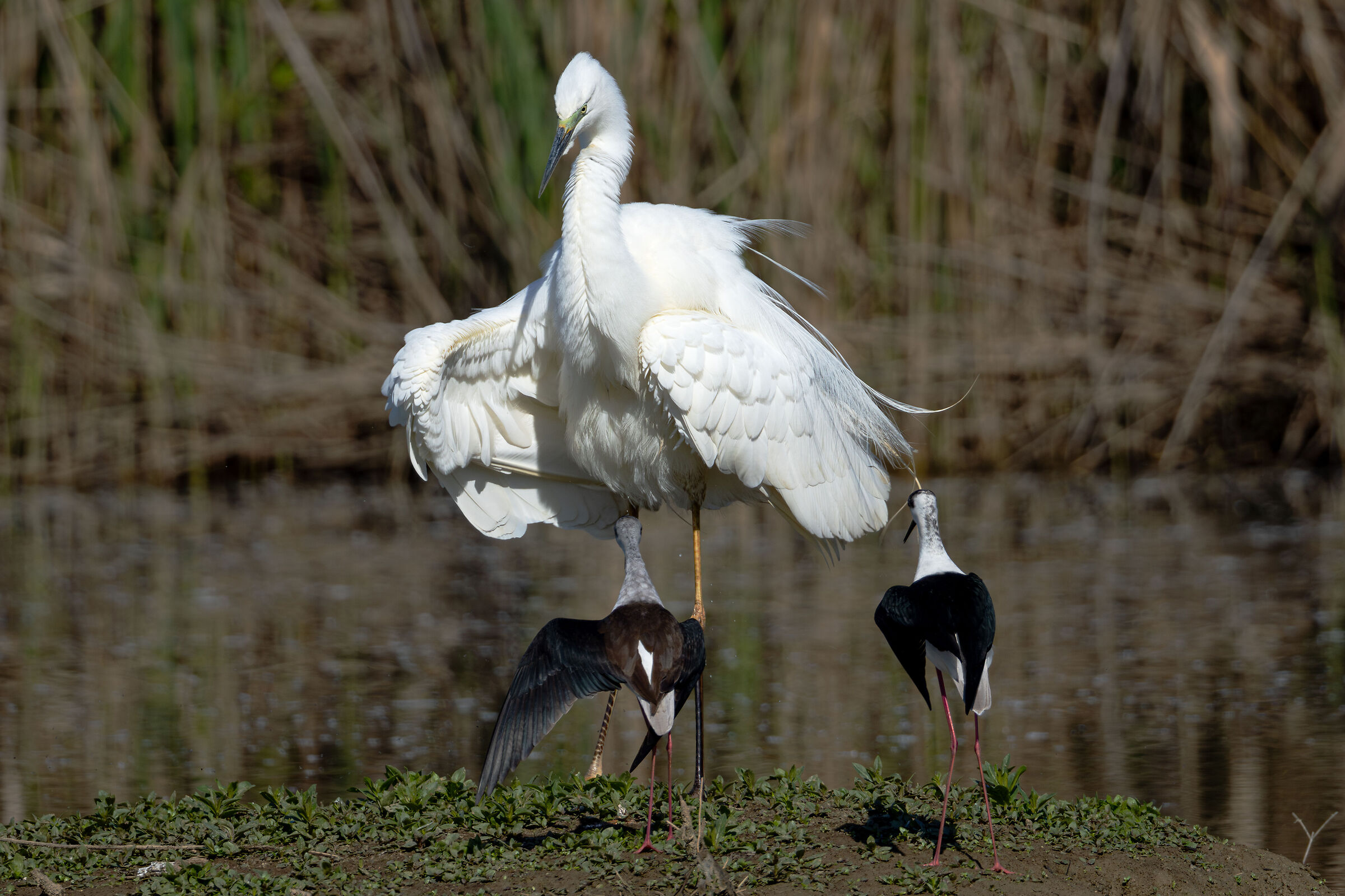 Knights fighting for nesting