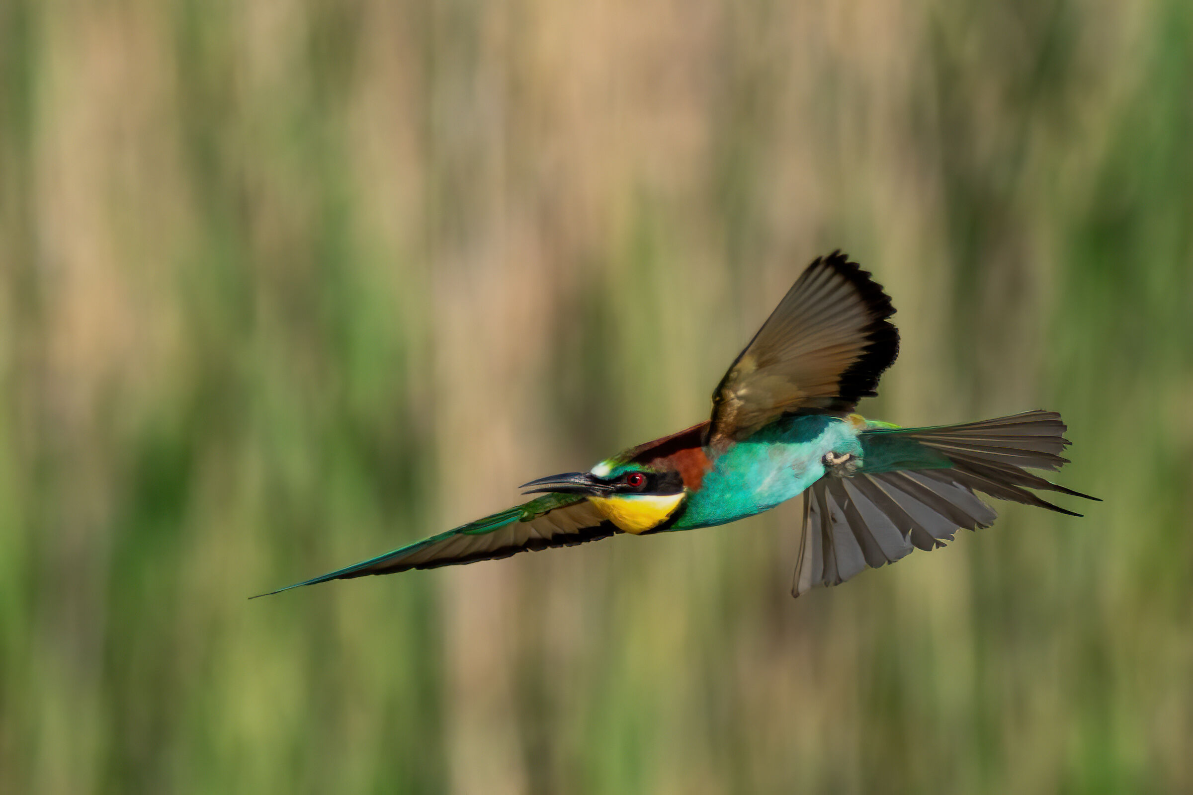 Bee-eater
