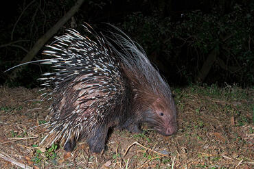 Hystrix cristata