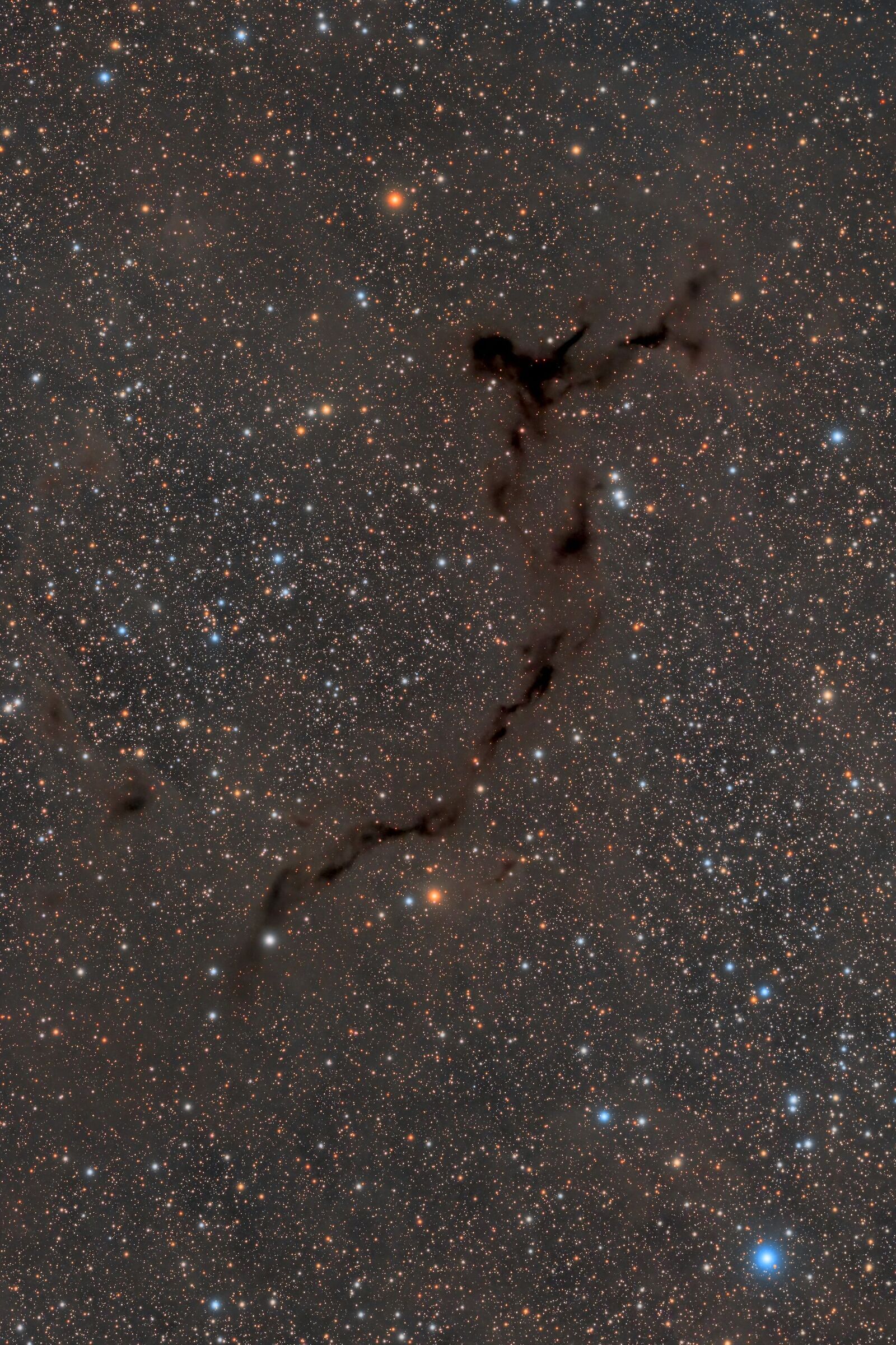 Il Cavalluccio Marino