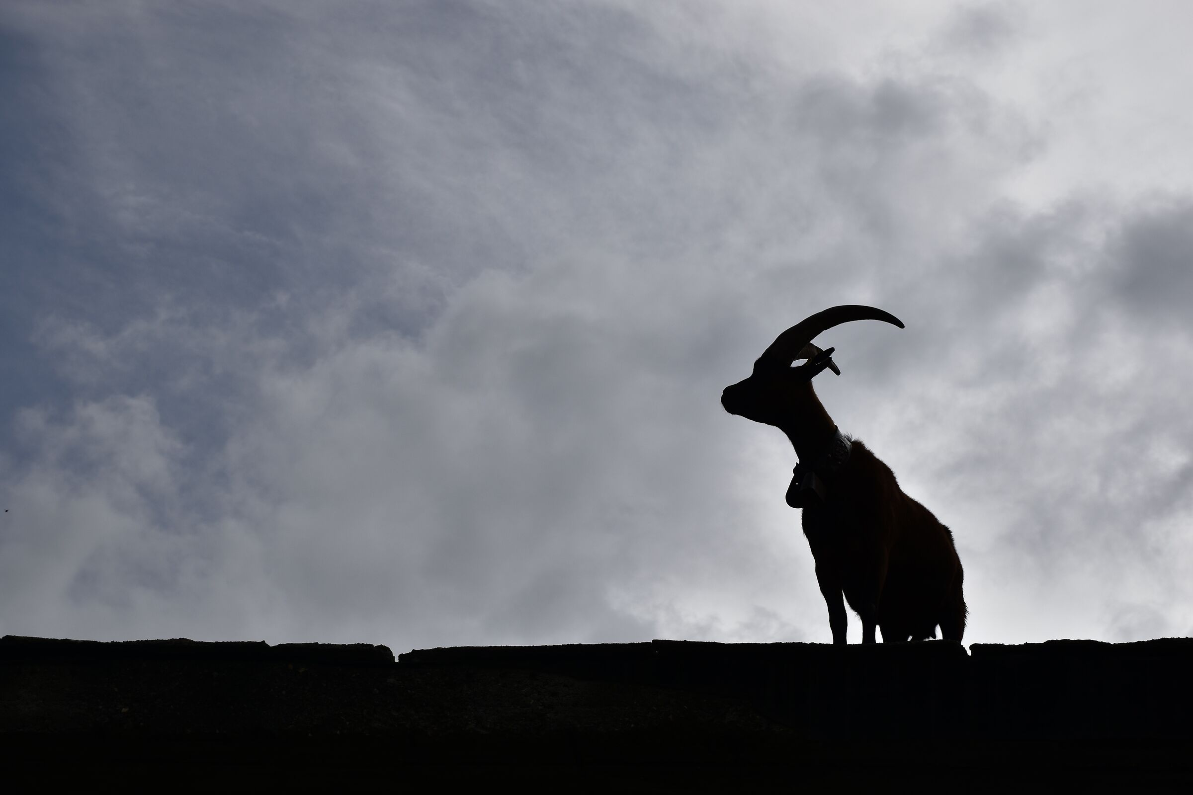 A goat on a roof