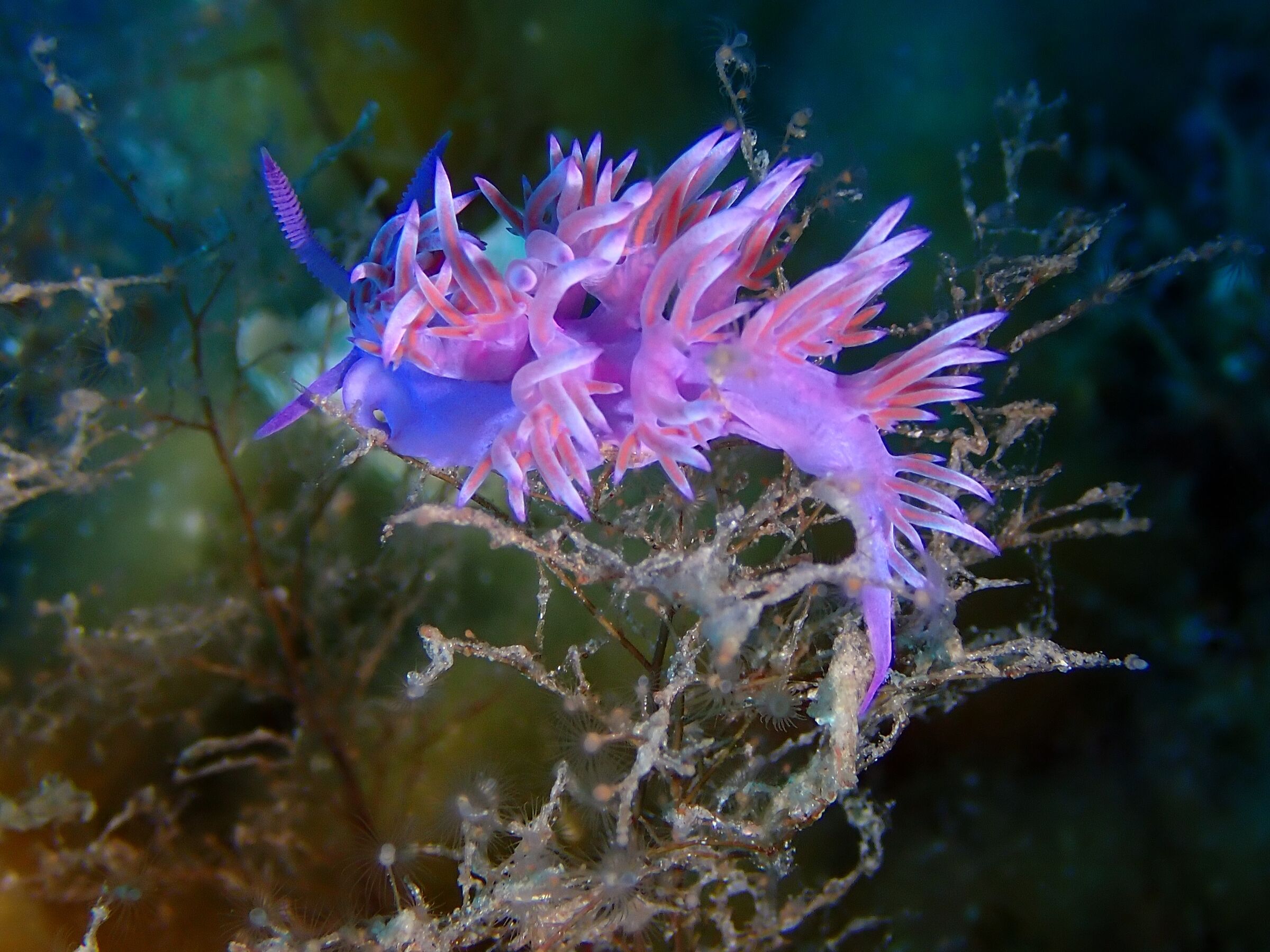 Flabellina affinis 1