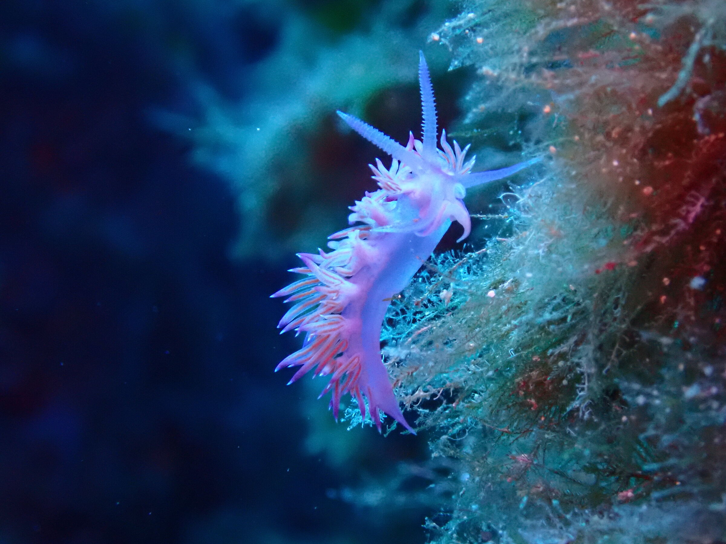 Flabellina affinis 3