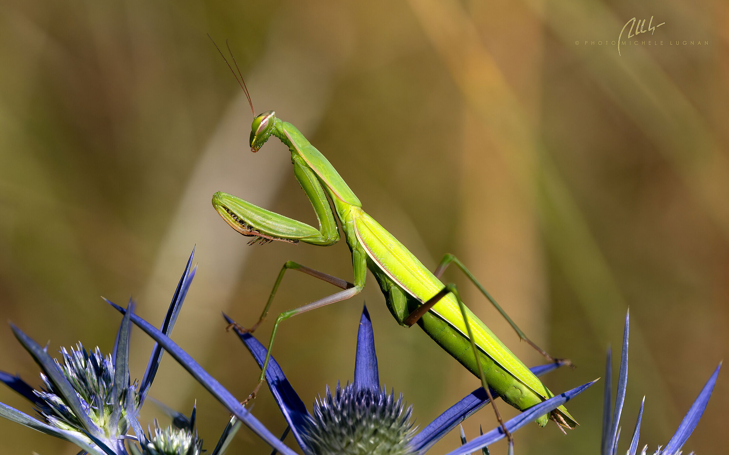 Mantis religiosa