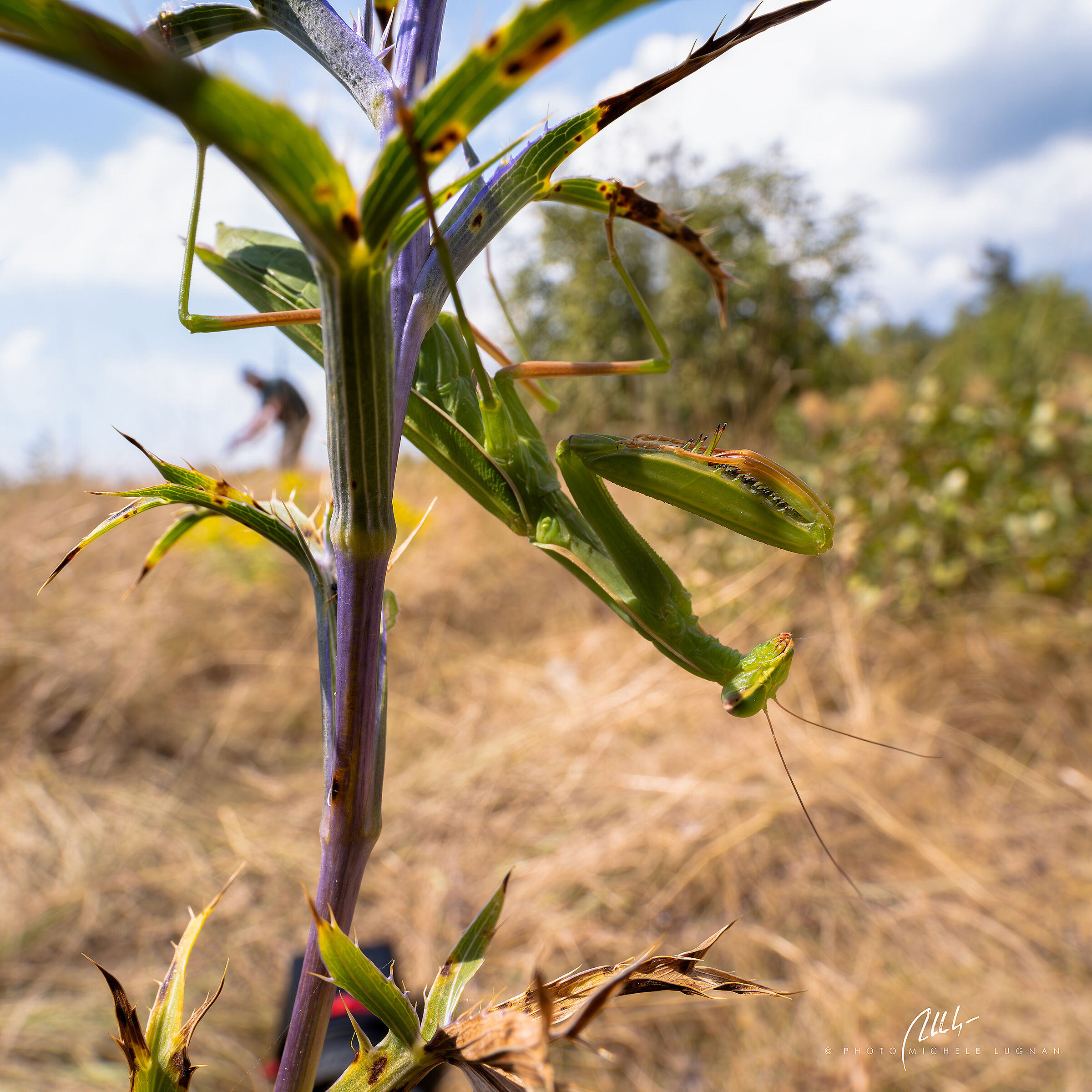 The mantis and the photographer