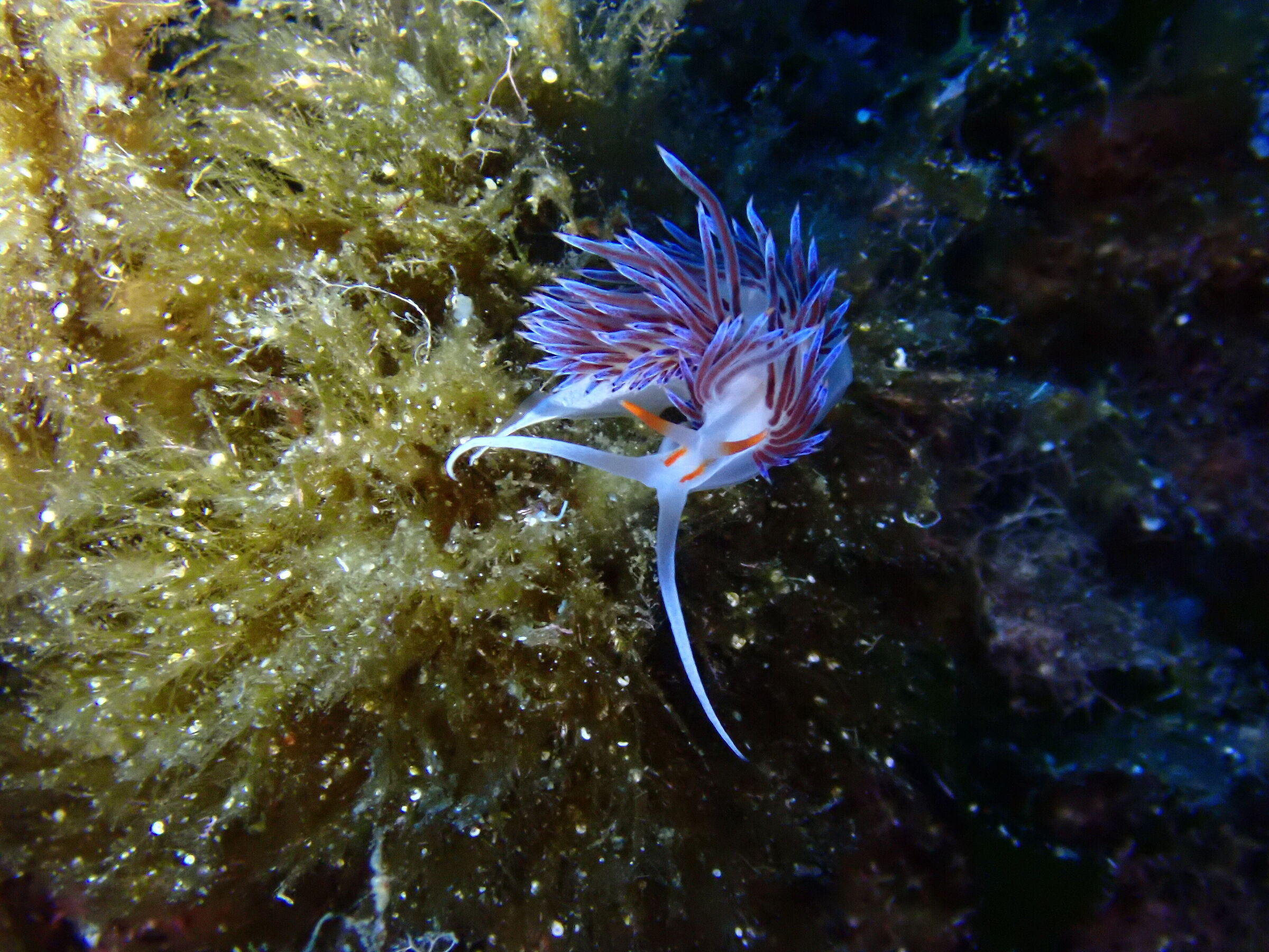 Cratena peregrina