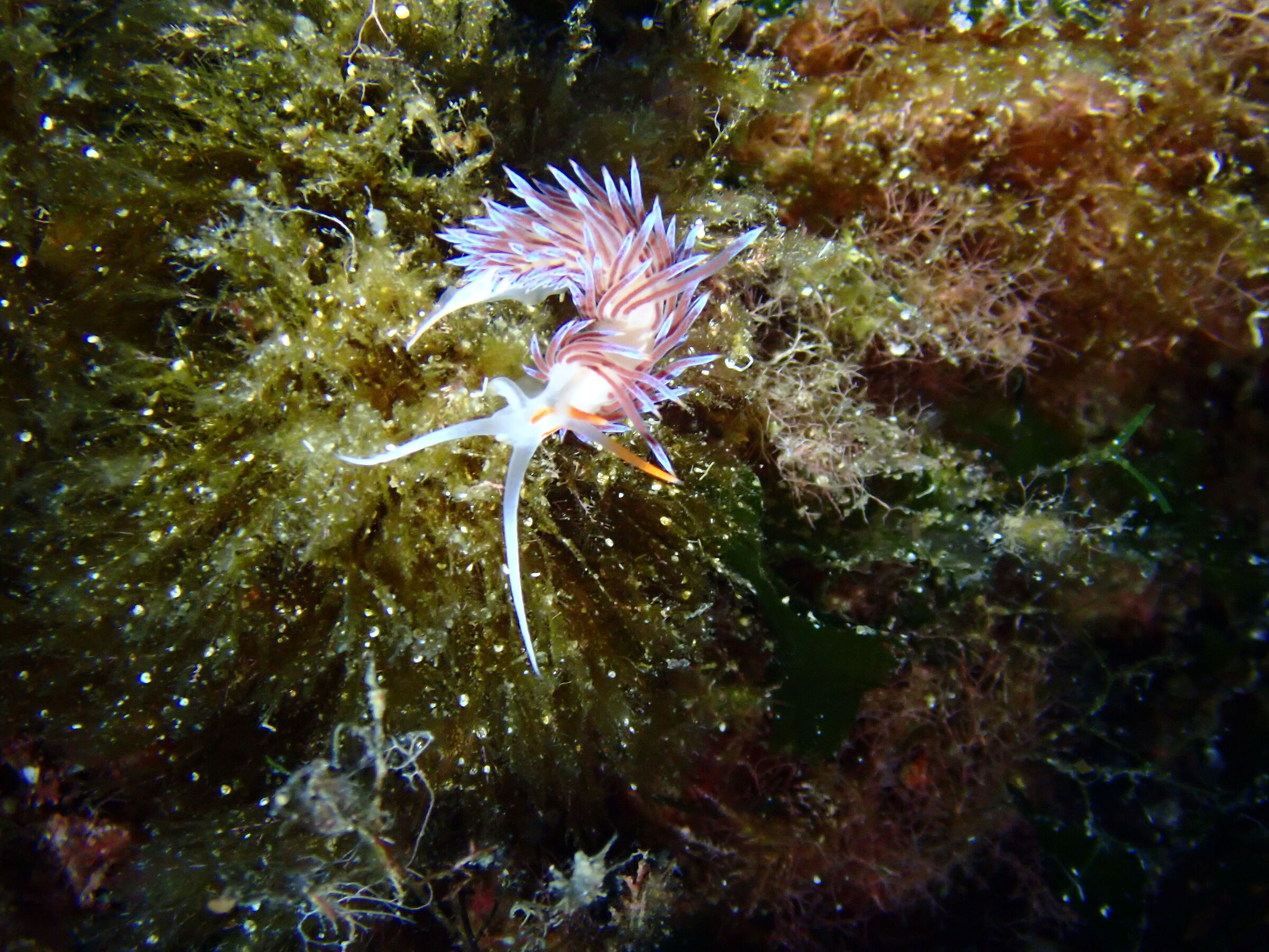 Cratena peregrina