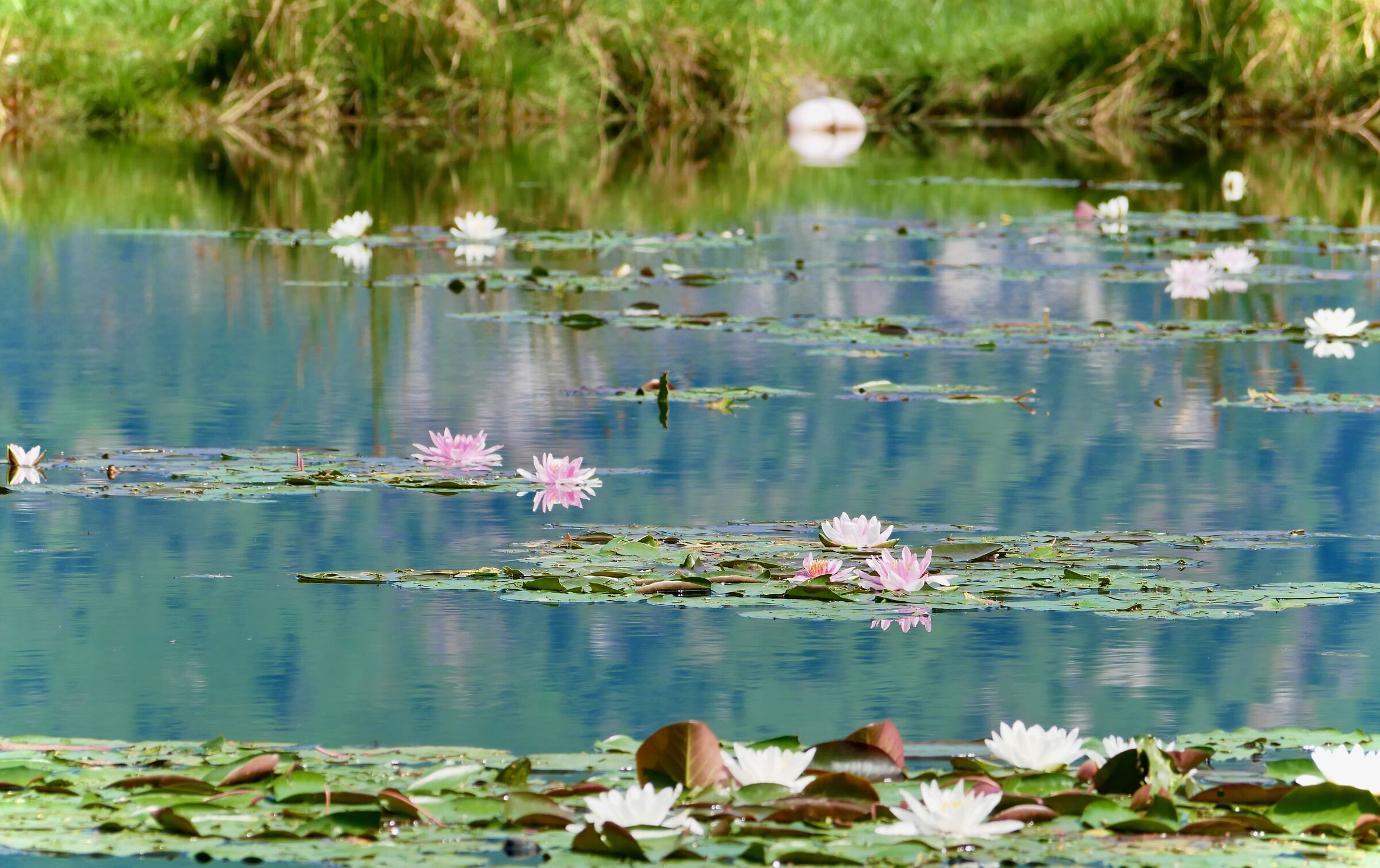Mirrored orchids