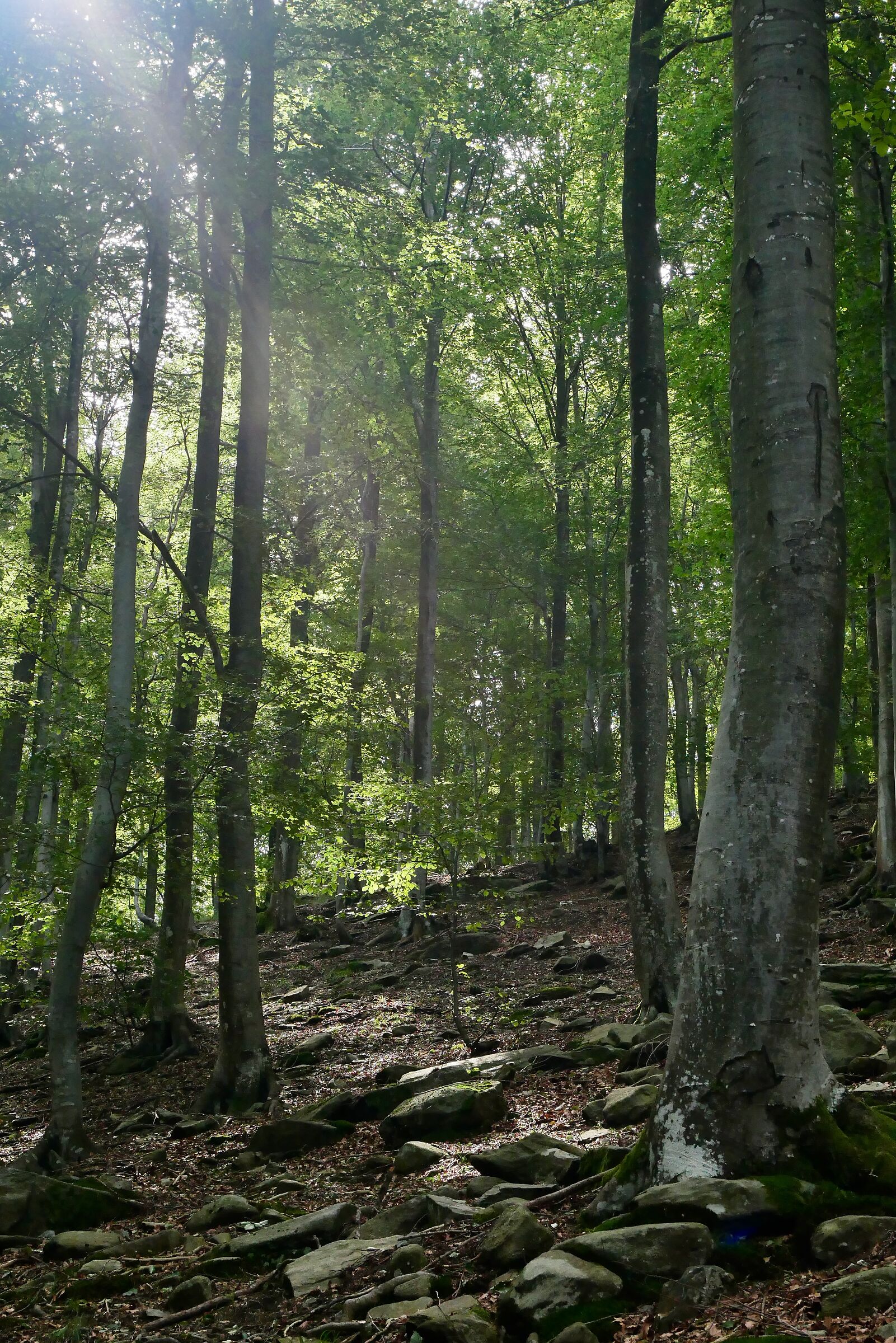 Avonian beeches