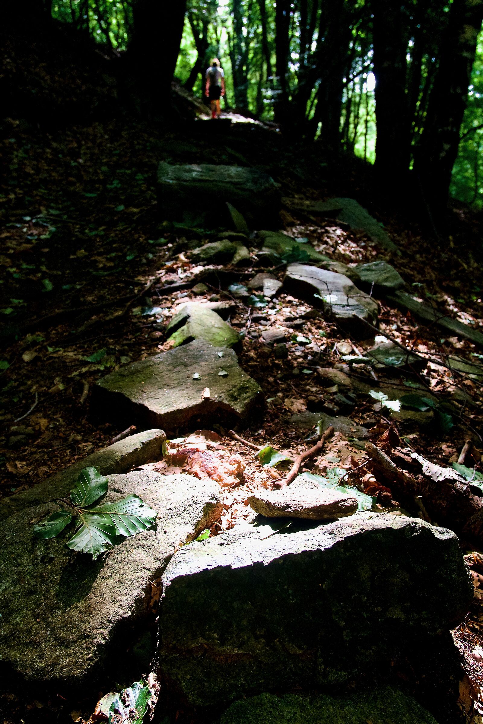 Walking in the shadowlight