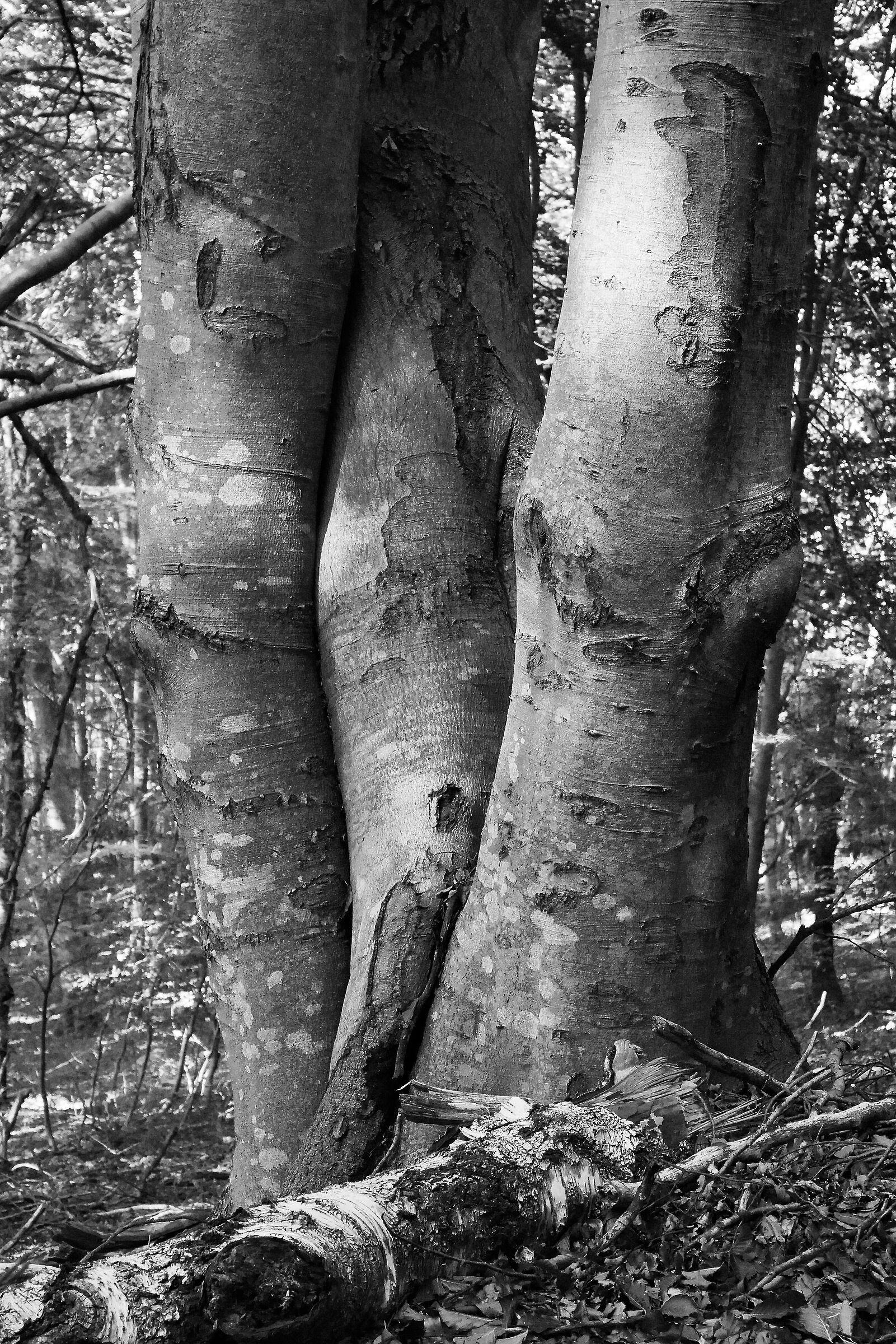 Entangled