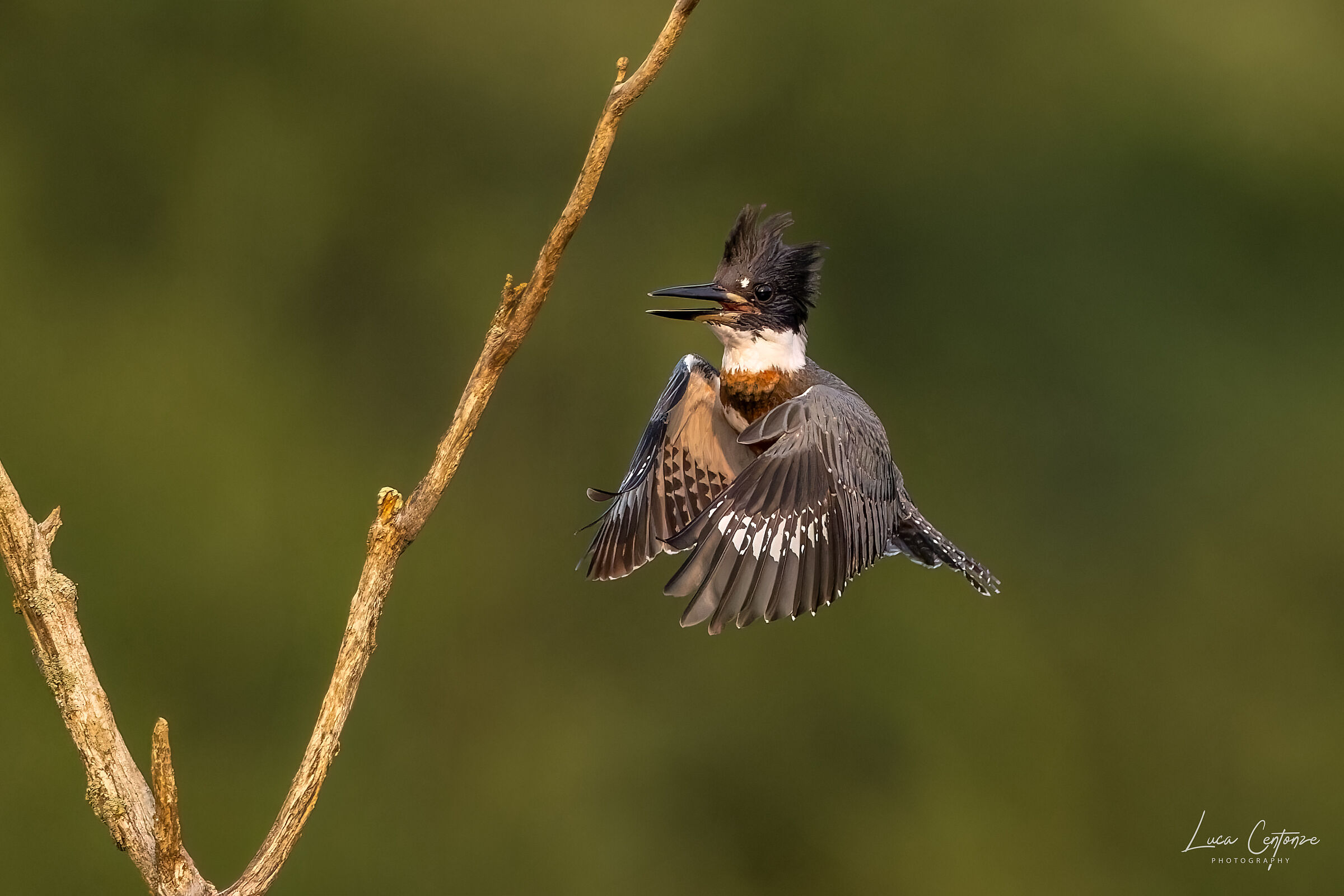 Belted Kingfisher (Megaceryle alcyon) immaturo