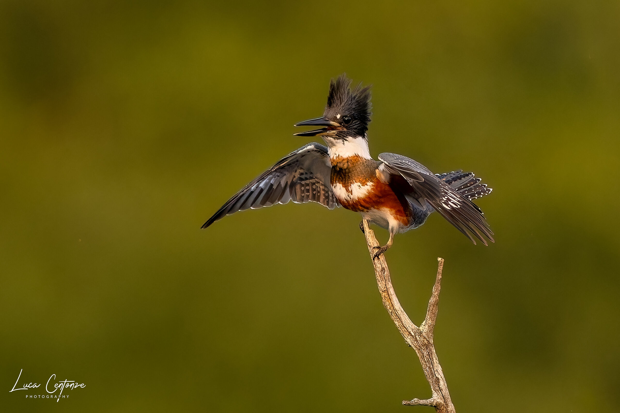 Belted Kingfisher (Megaceryle alcyon) immaturo