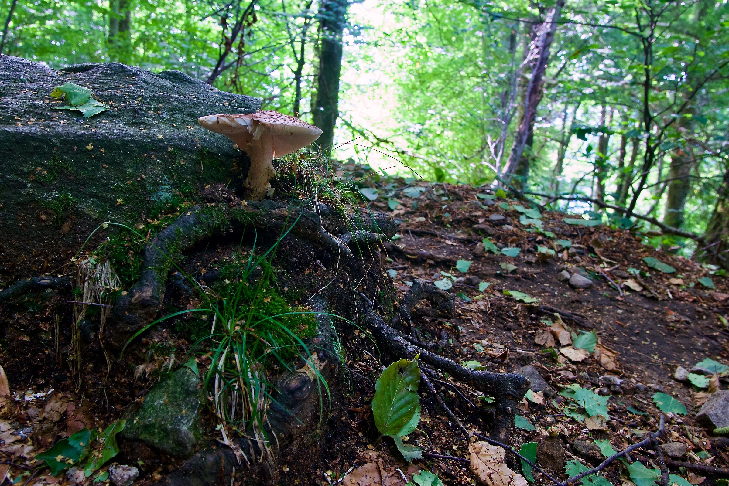 Amanita