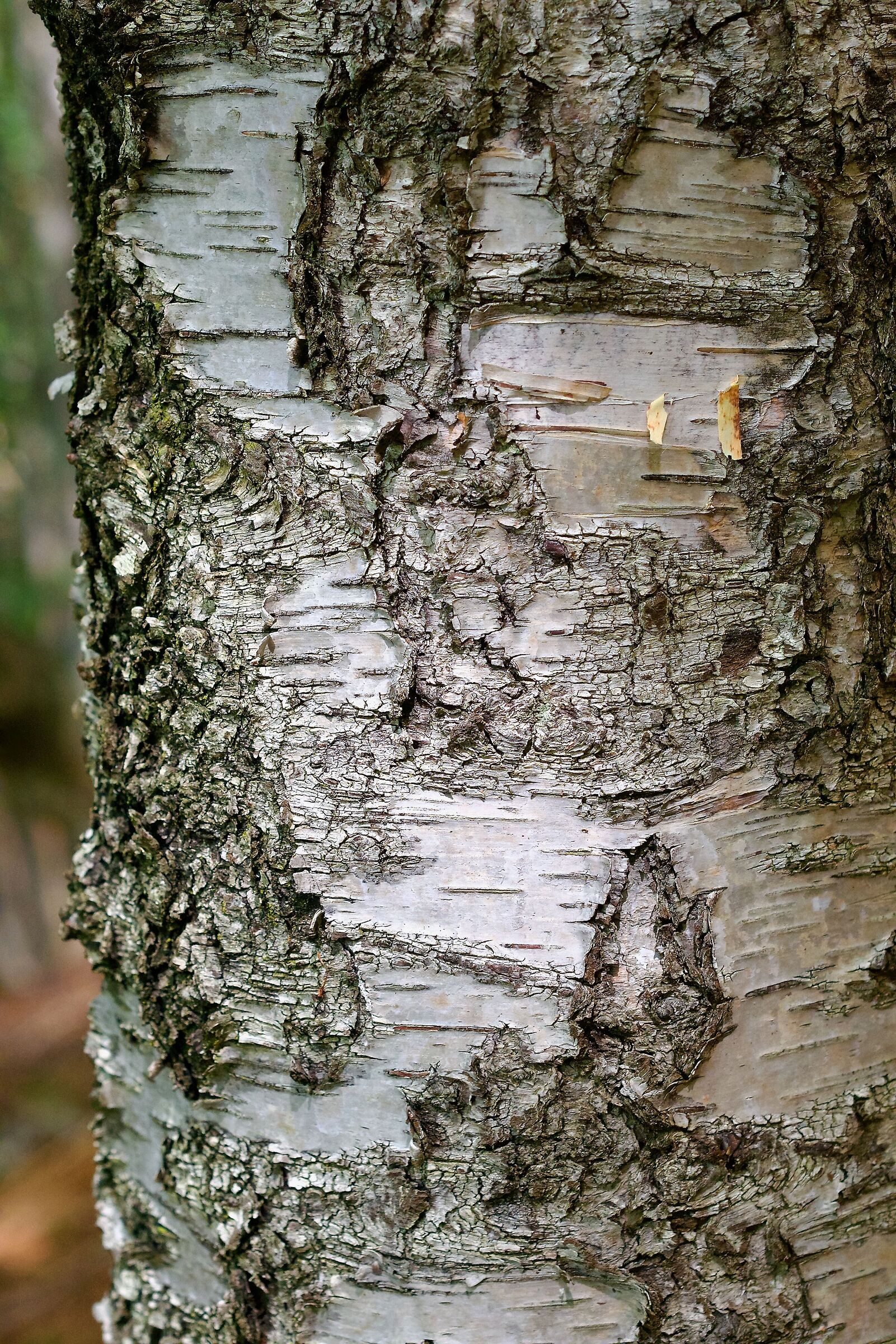 Faggensis Texture