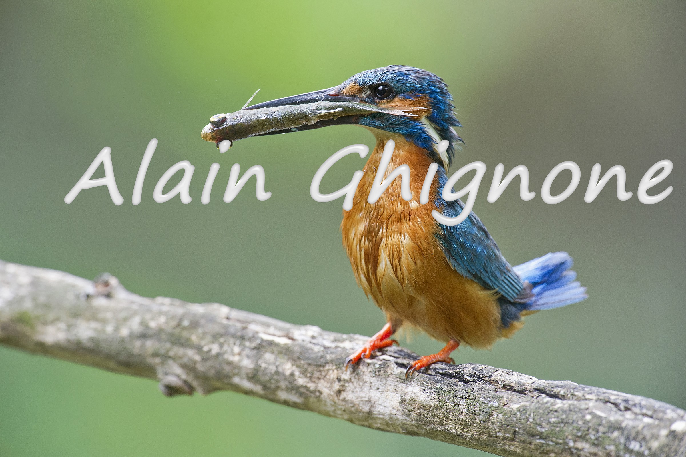 martin pescatore stand up!!!