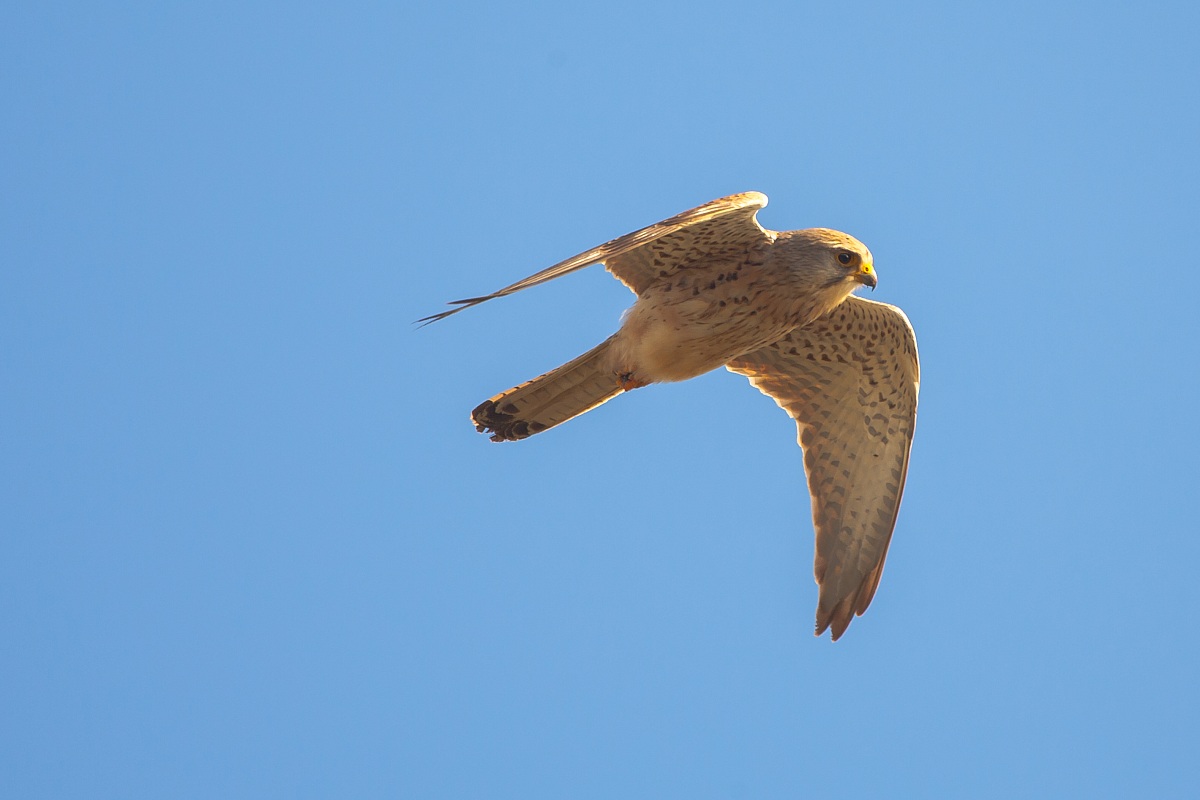 Everything under control