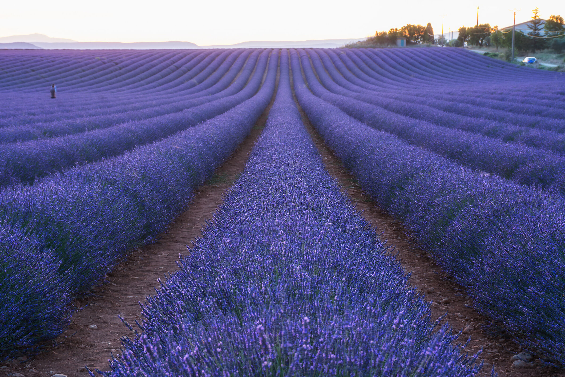 La lavanda di Valensole
