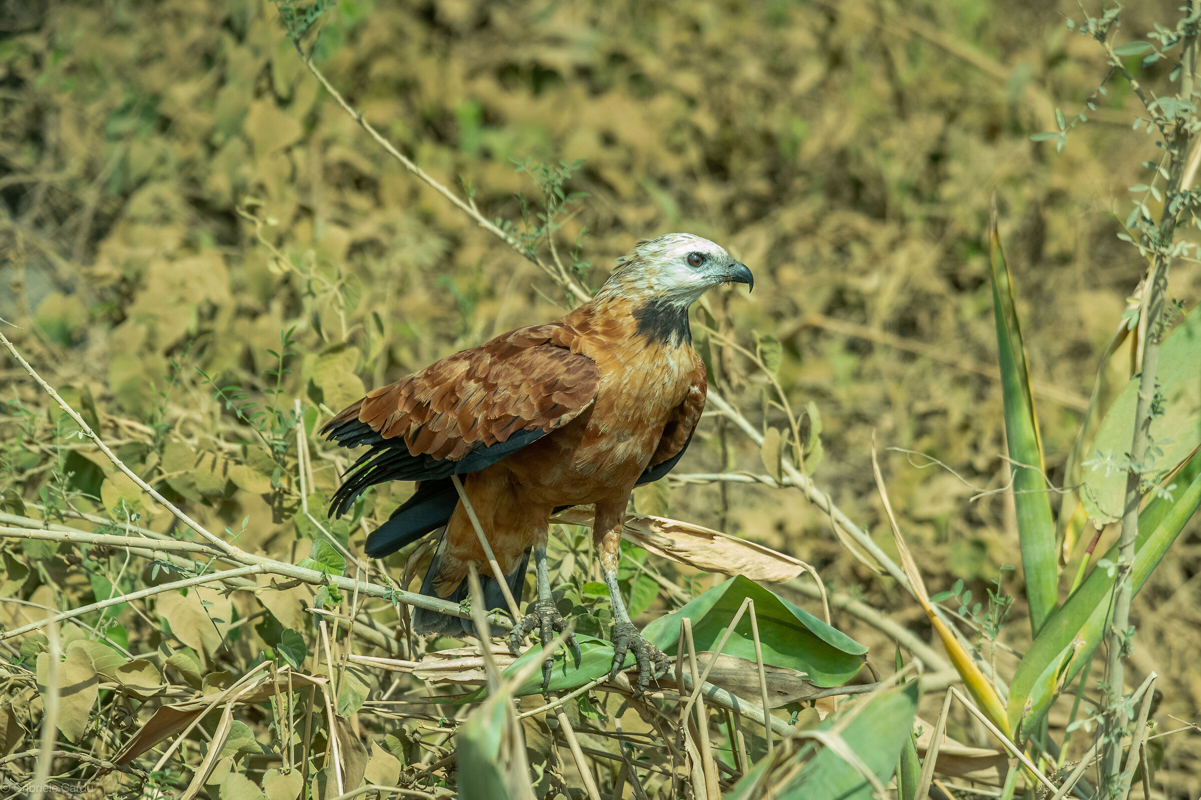 Black-collared hawk, Pantanal, Brazil