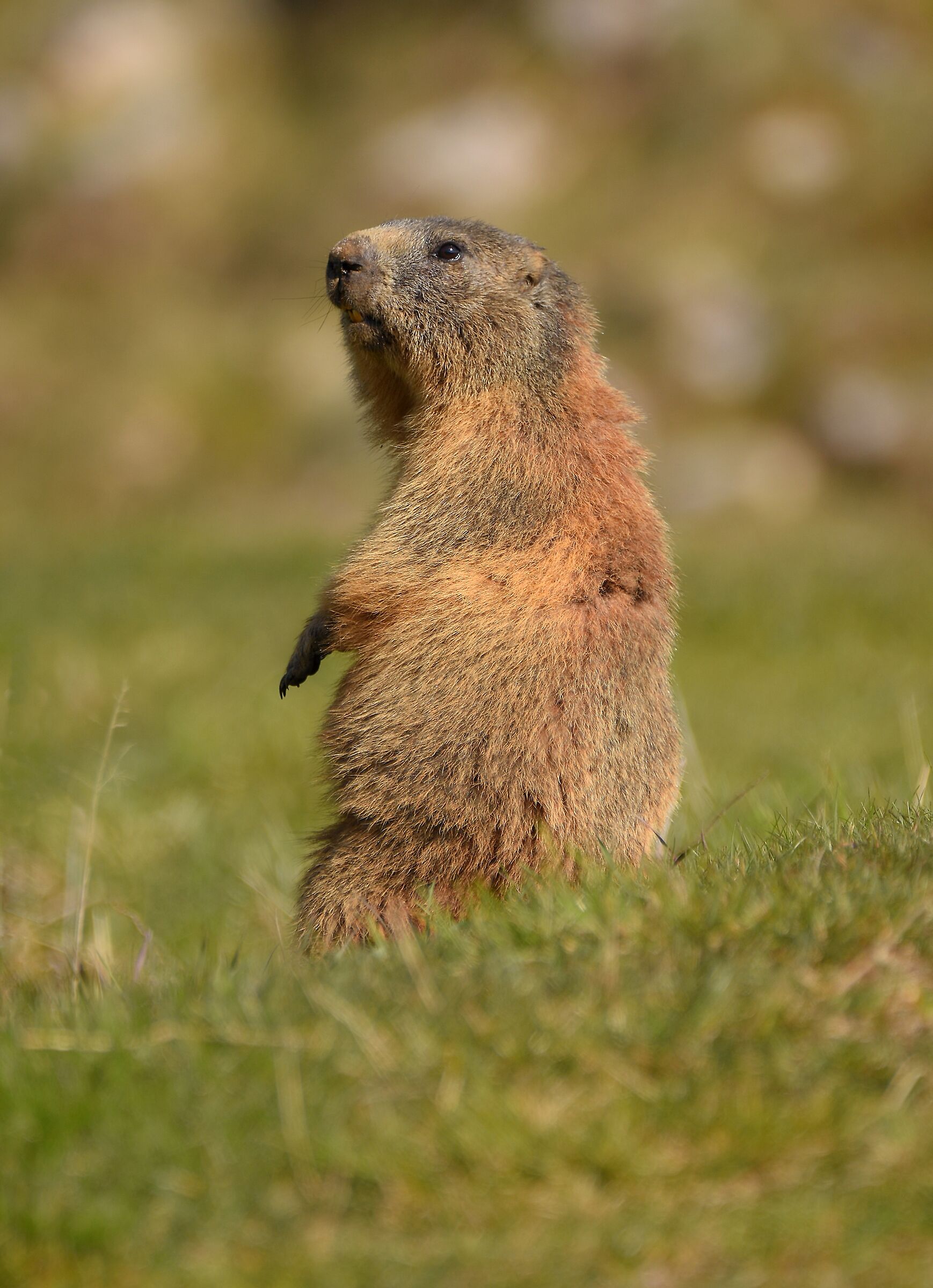 Marmotta alpina