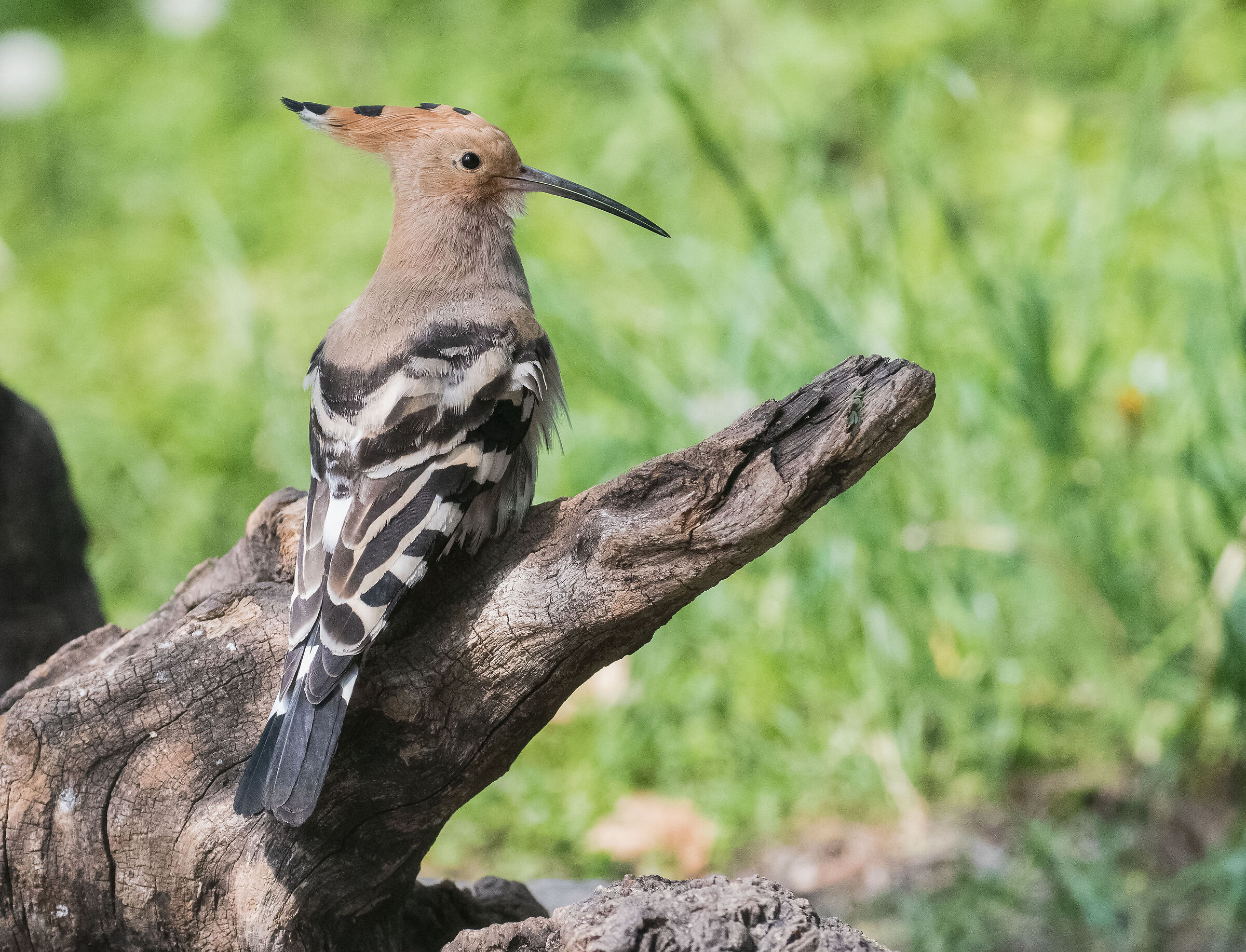 Hoopoe