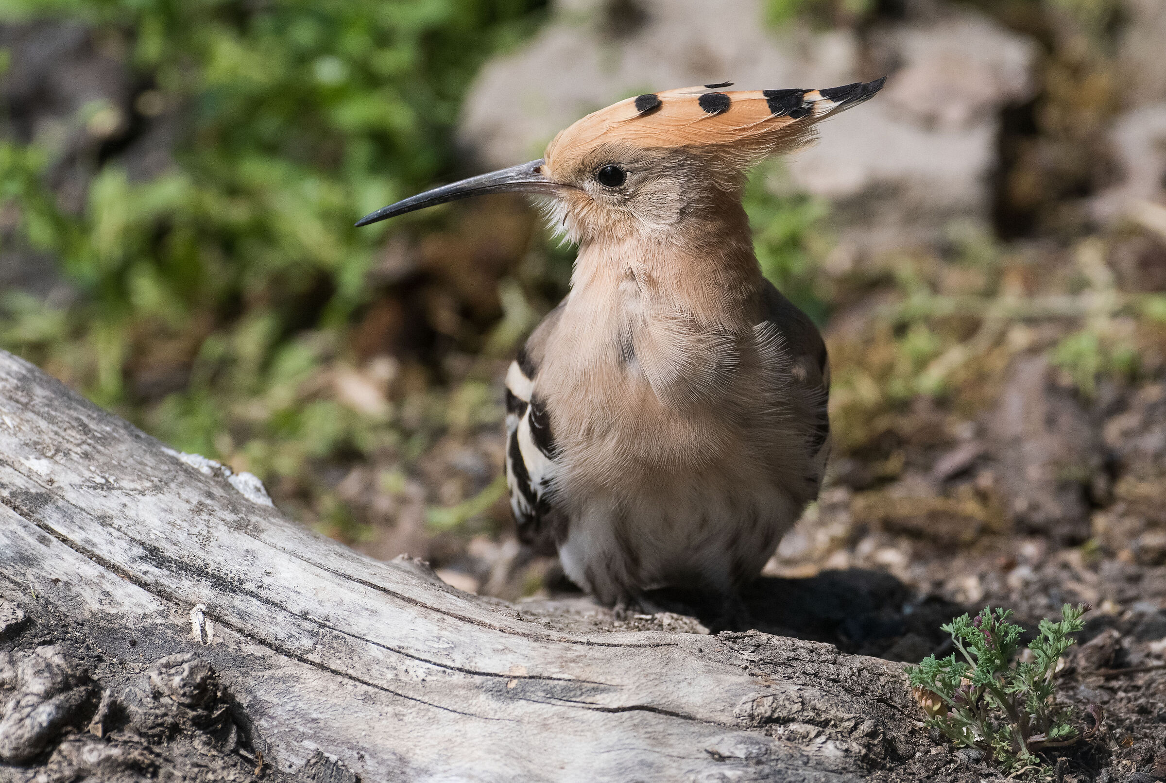 Hoopoe