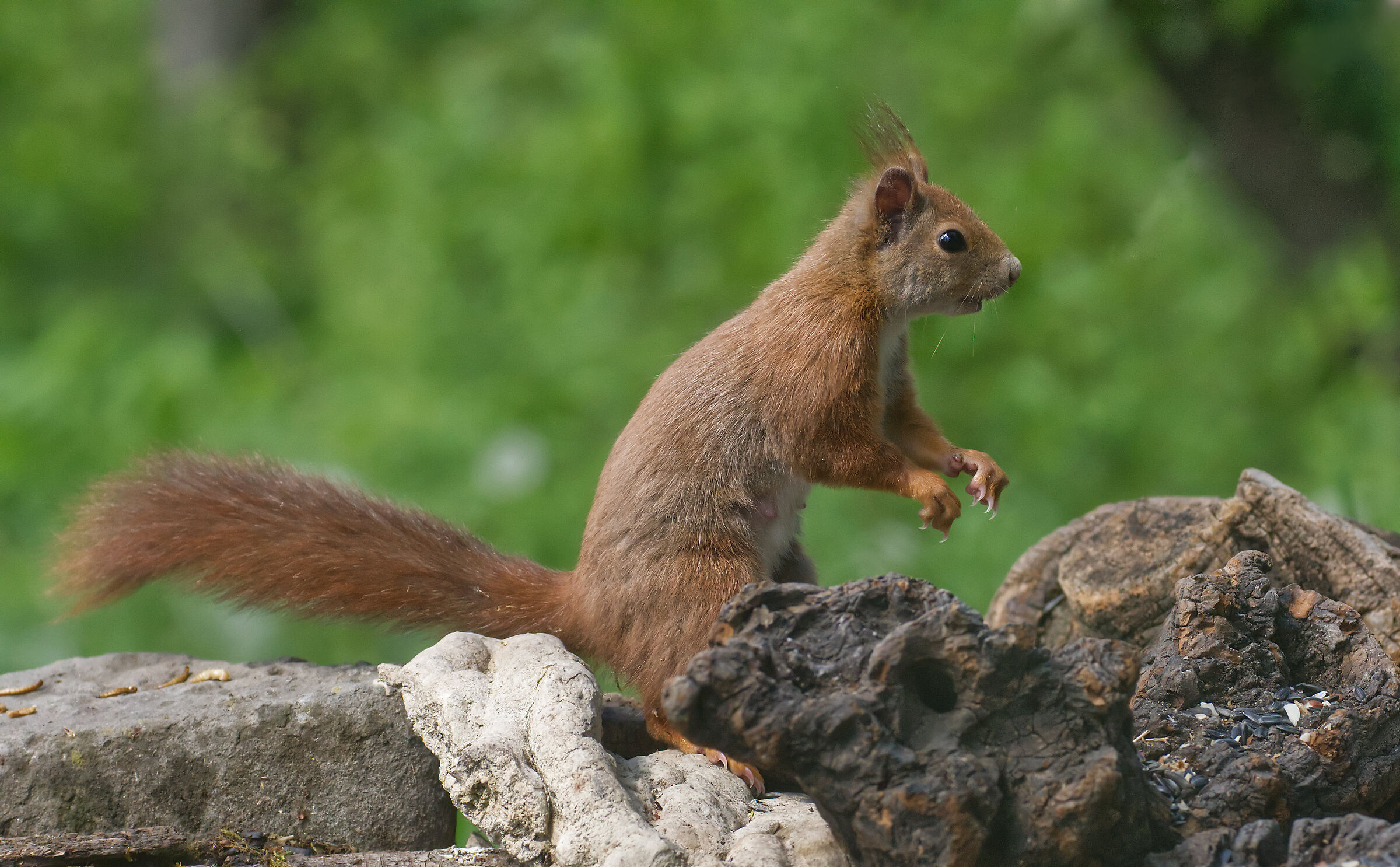 red squirrel