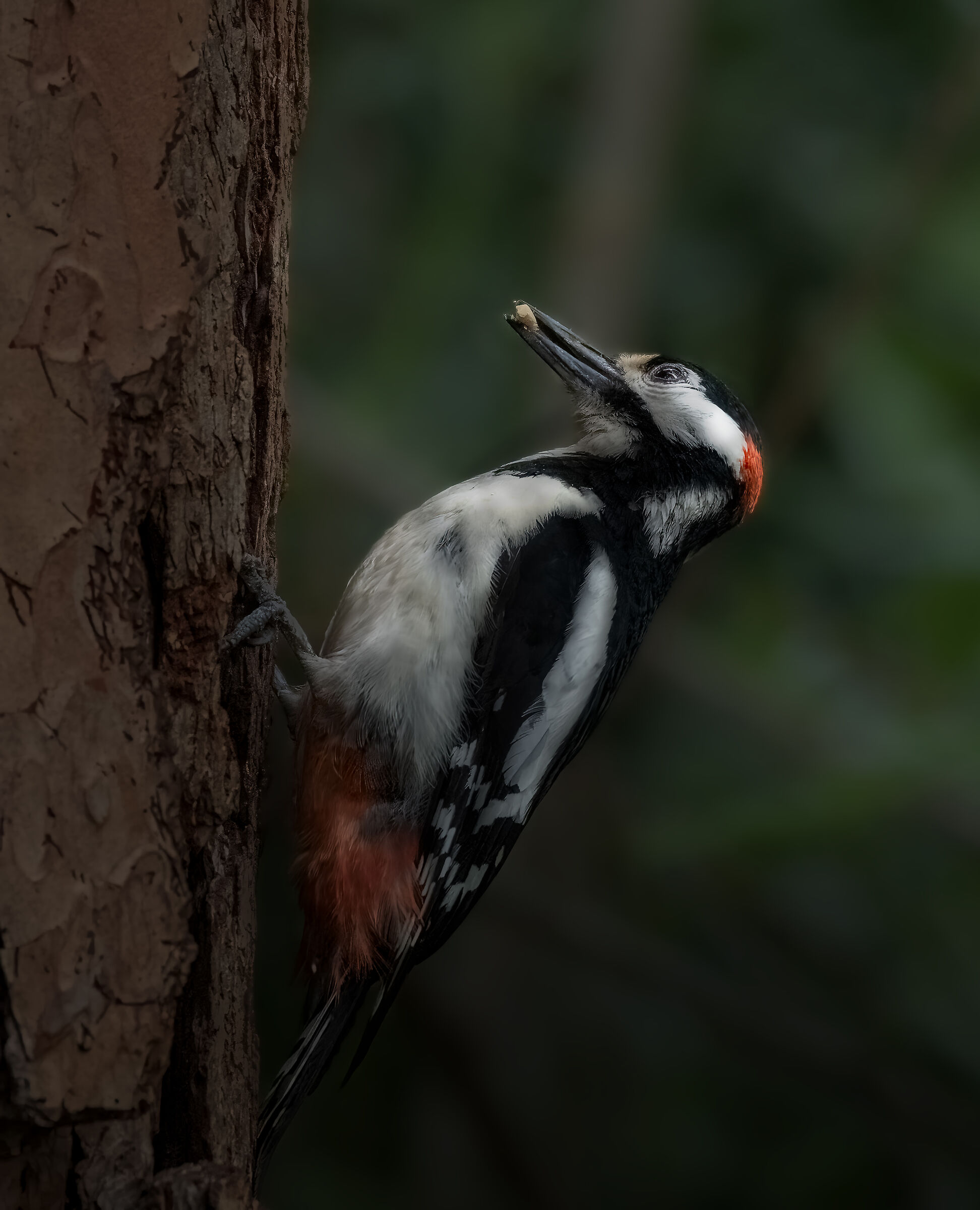 Spotted woodpecker