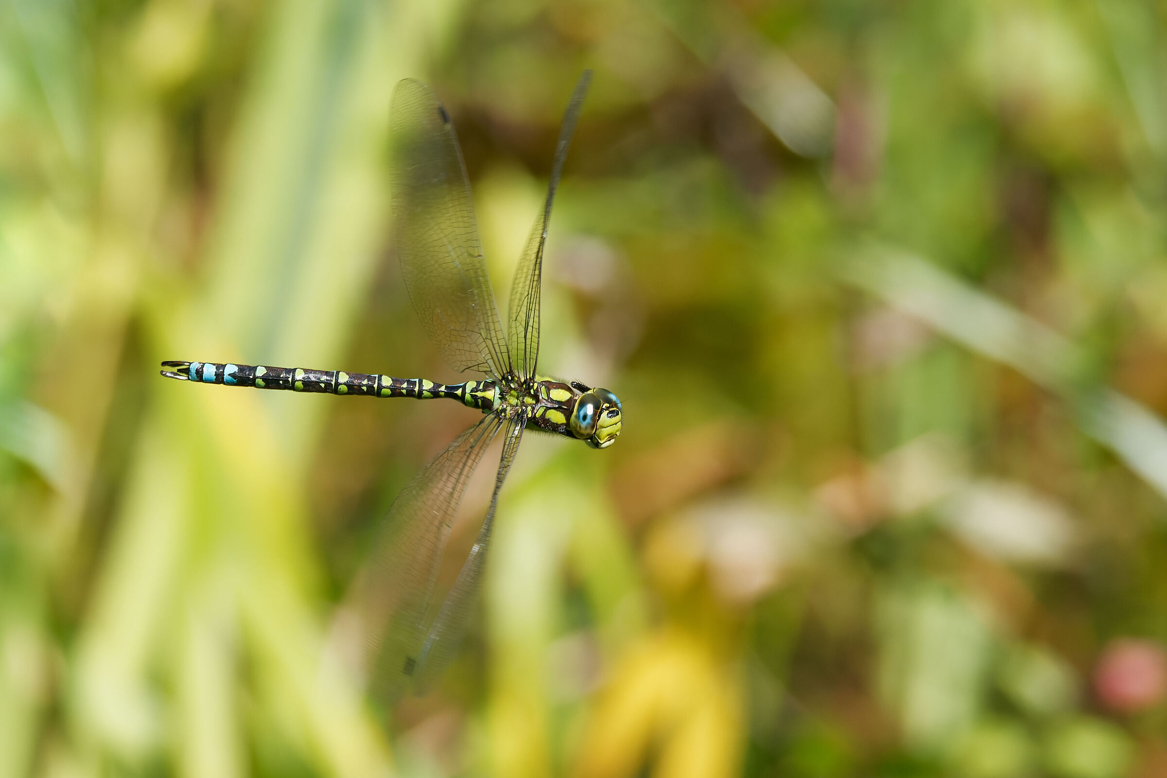 Aeshna Cyanea