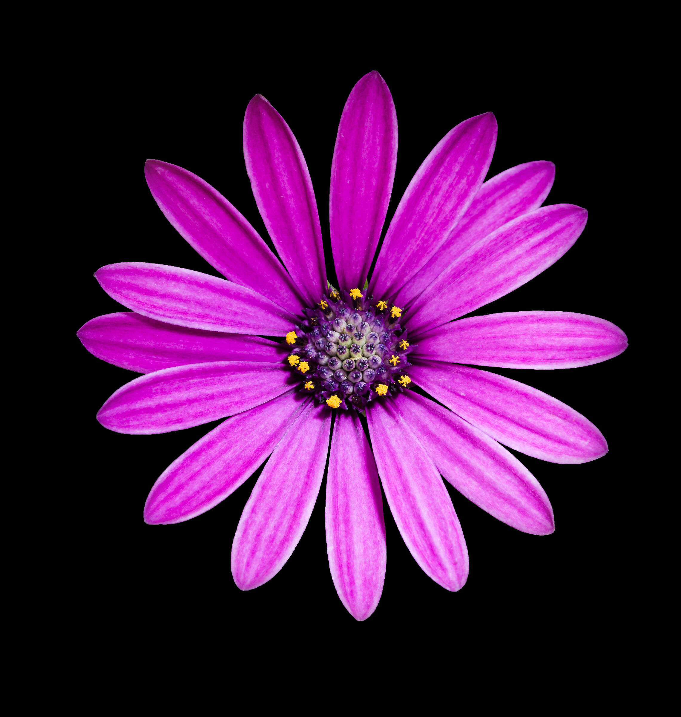 Margherita Africana...