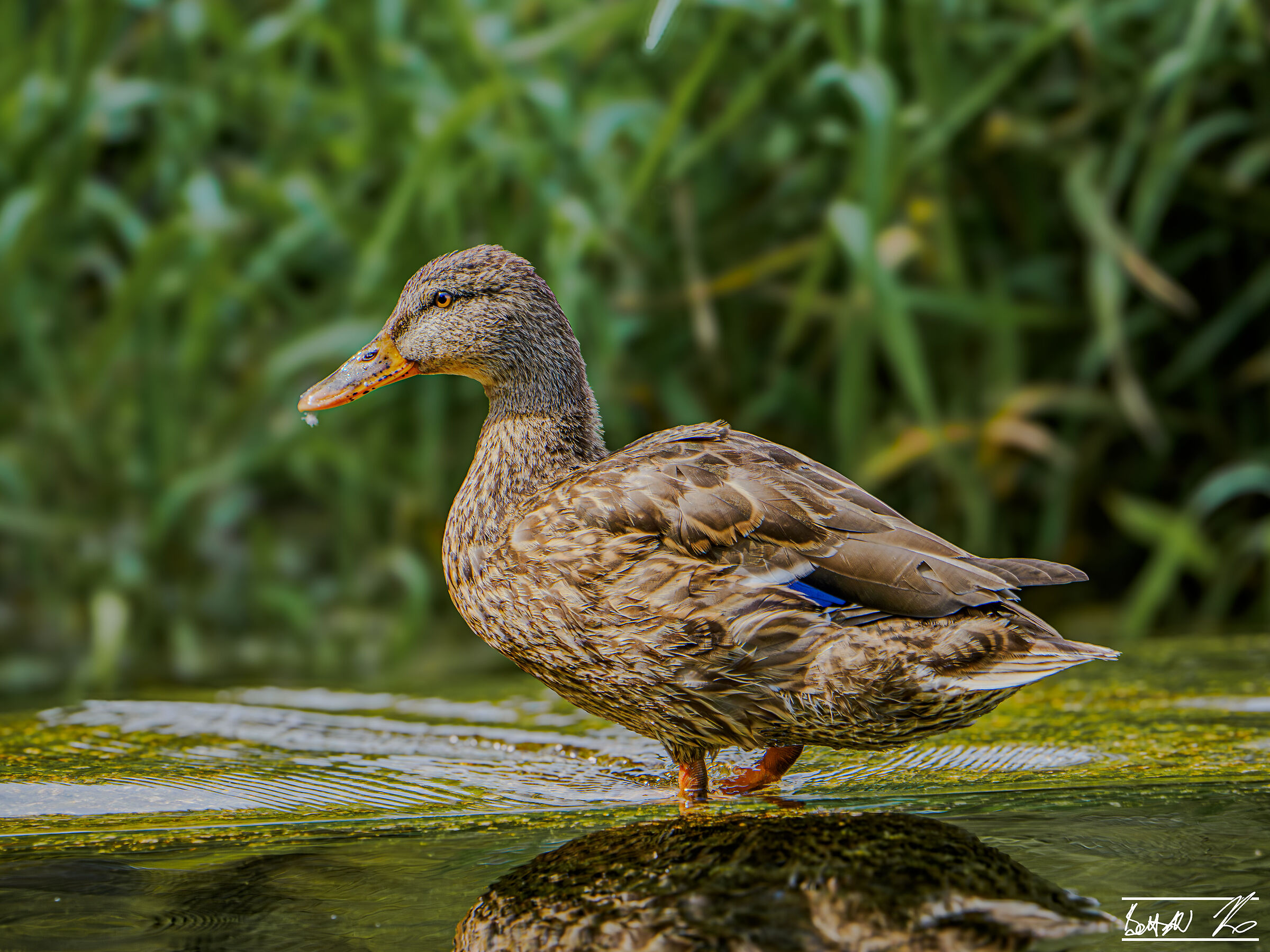 Birds of Posta Fibreno_1