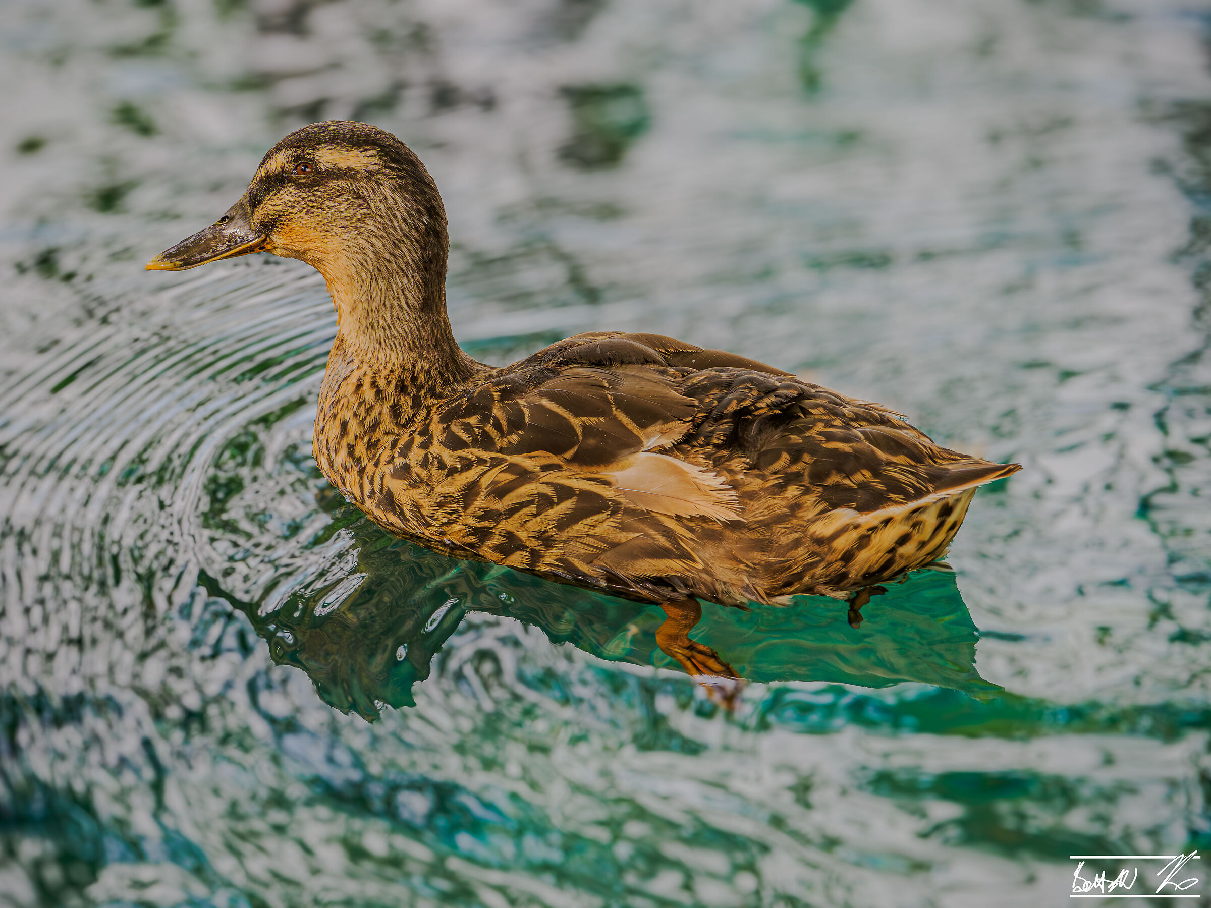 Birds of Posta Fibreno_3