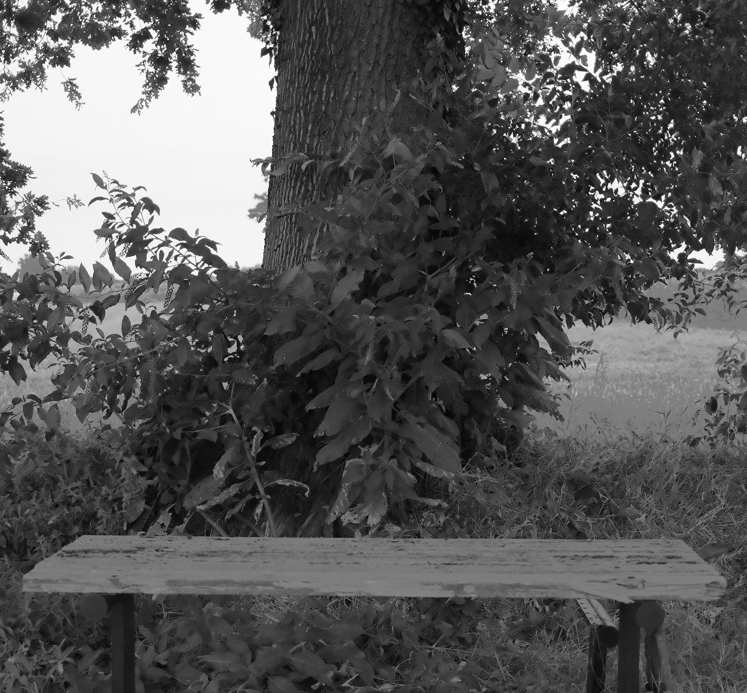 il tronco e la tavola