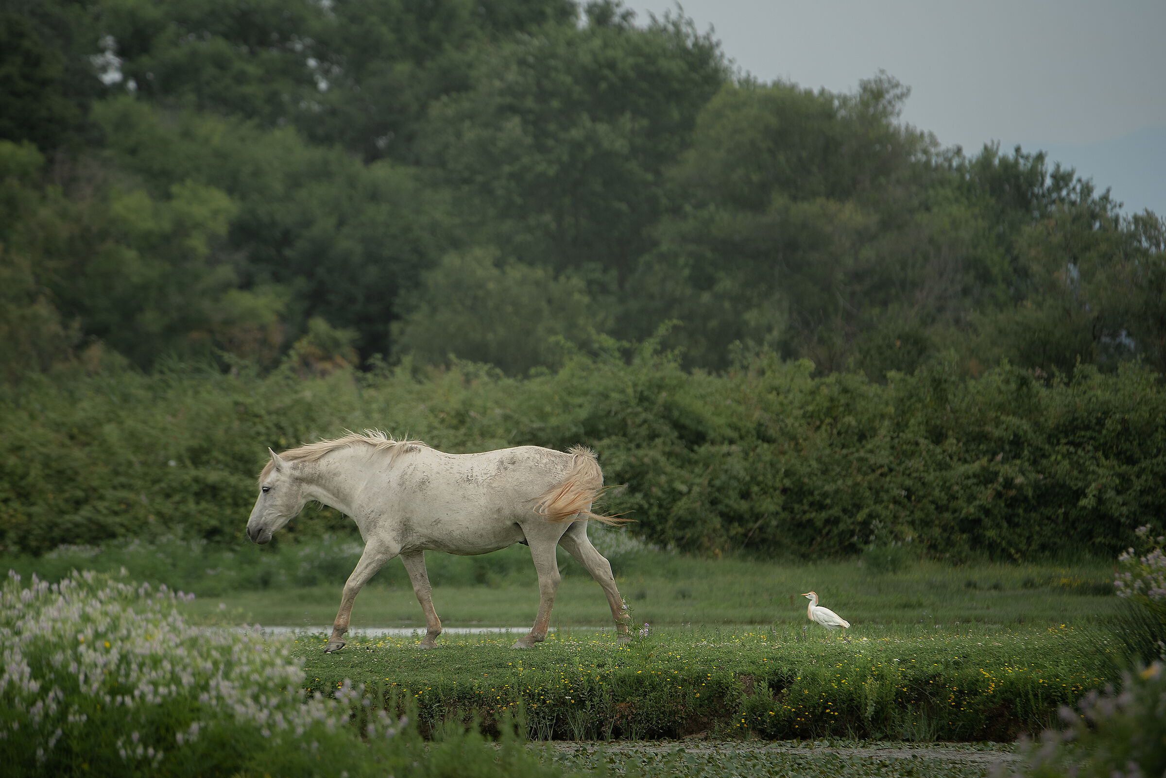 Isola della Cona, giugno 2023