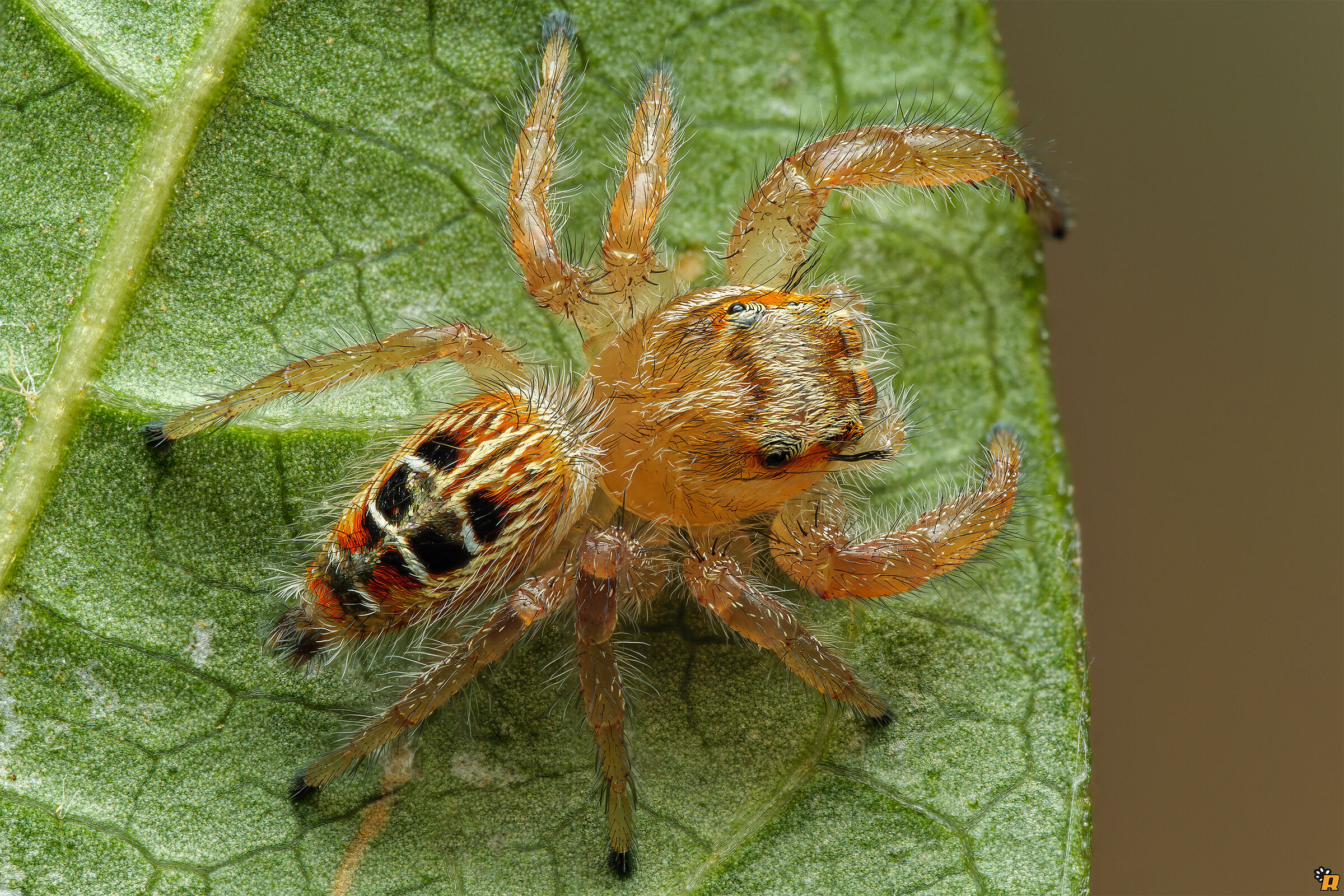 Thyene imperialis from above
