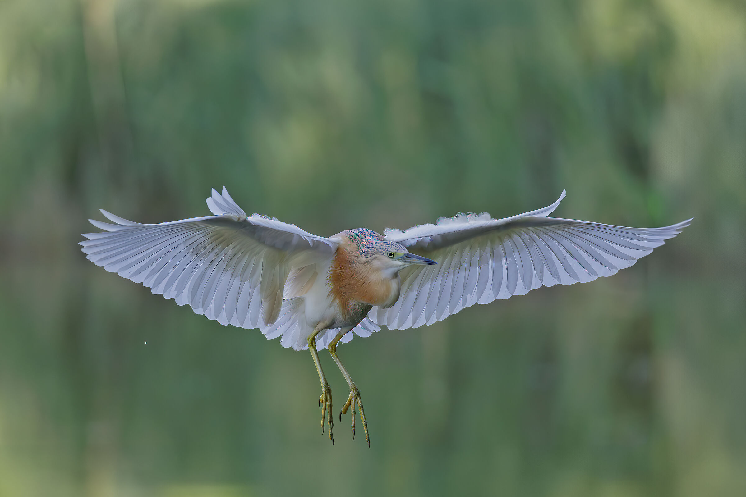 Squacco Heron Coming Soon