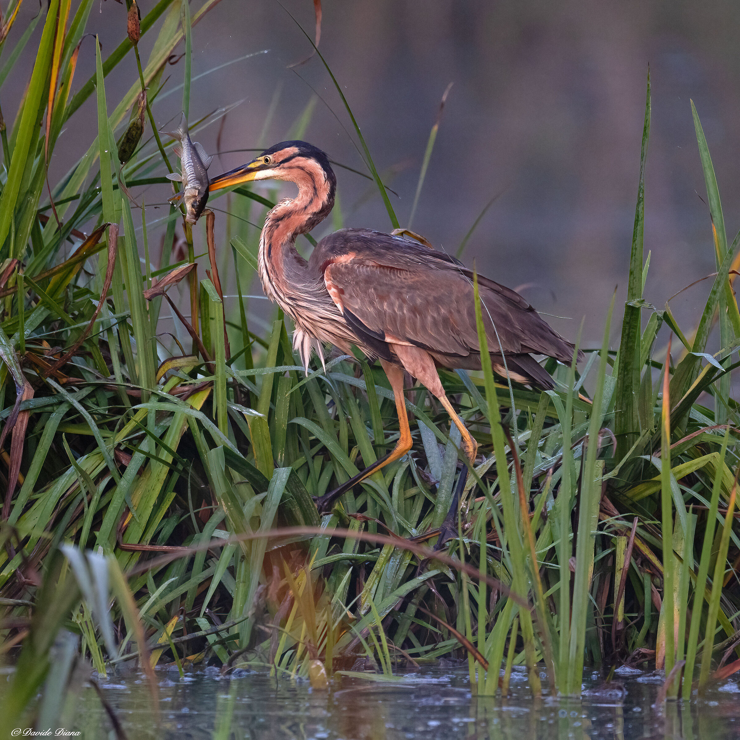 Purple heron