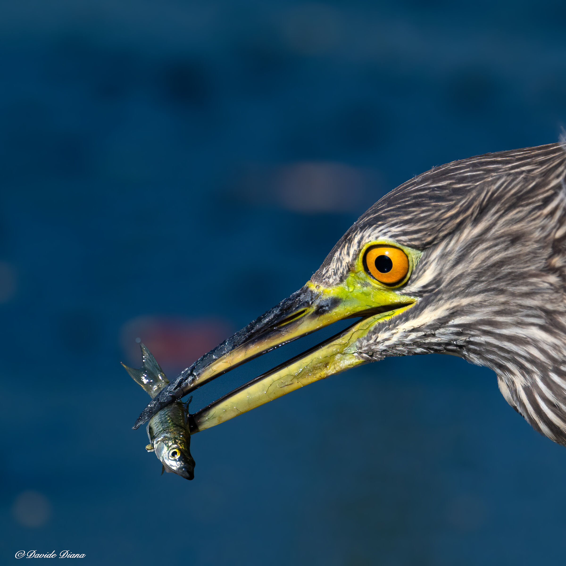 Night Heron
