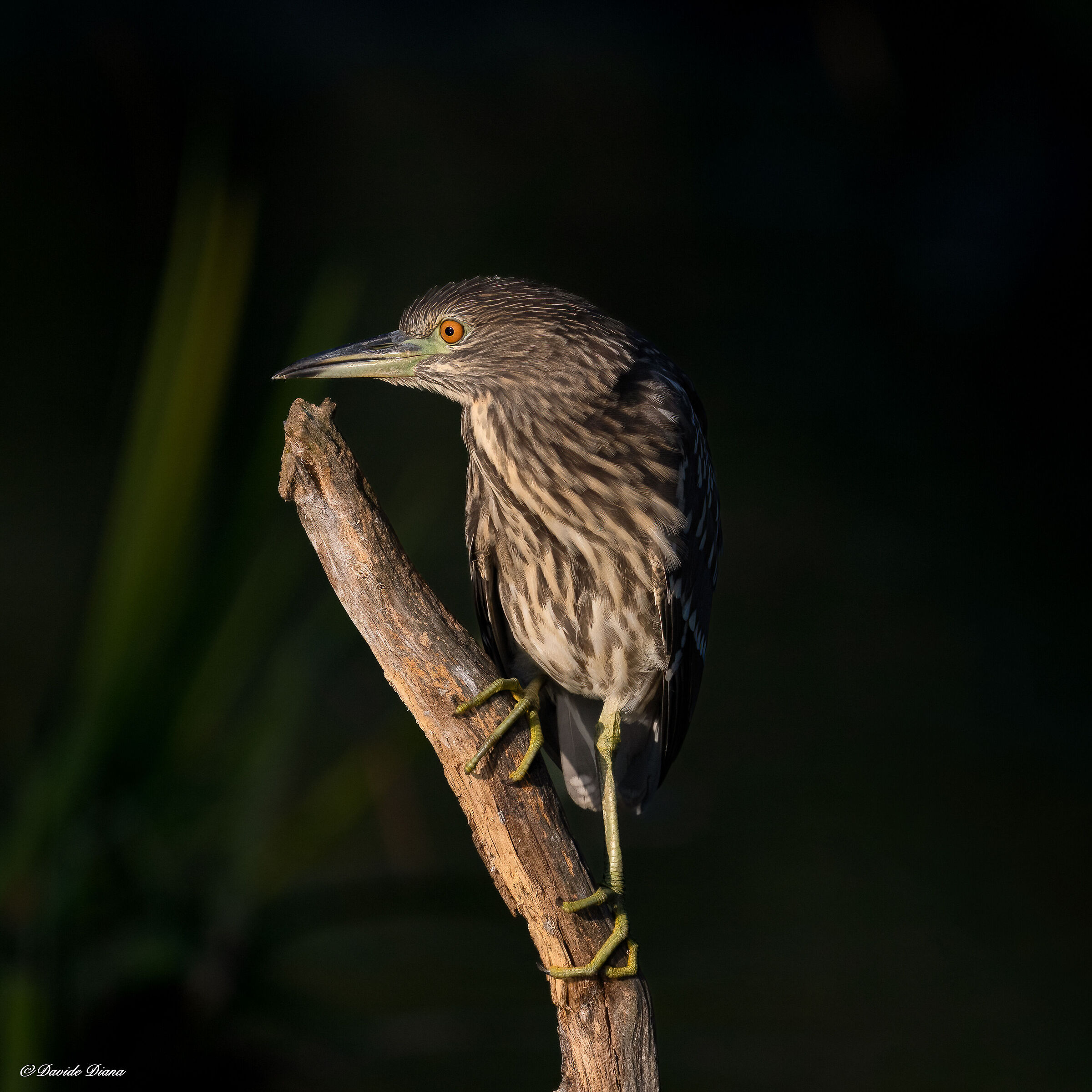 Night Heron