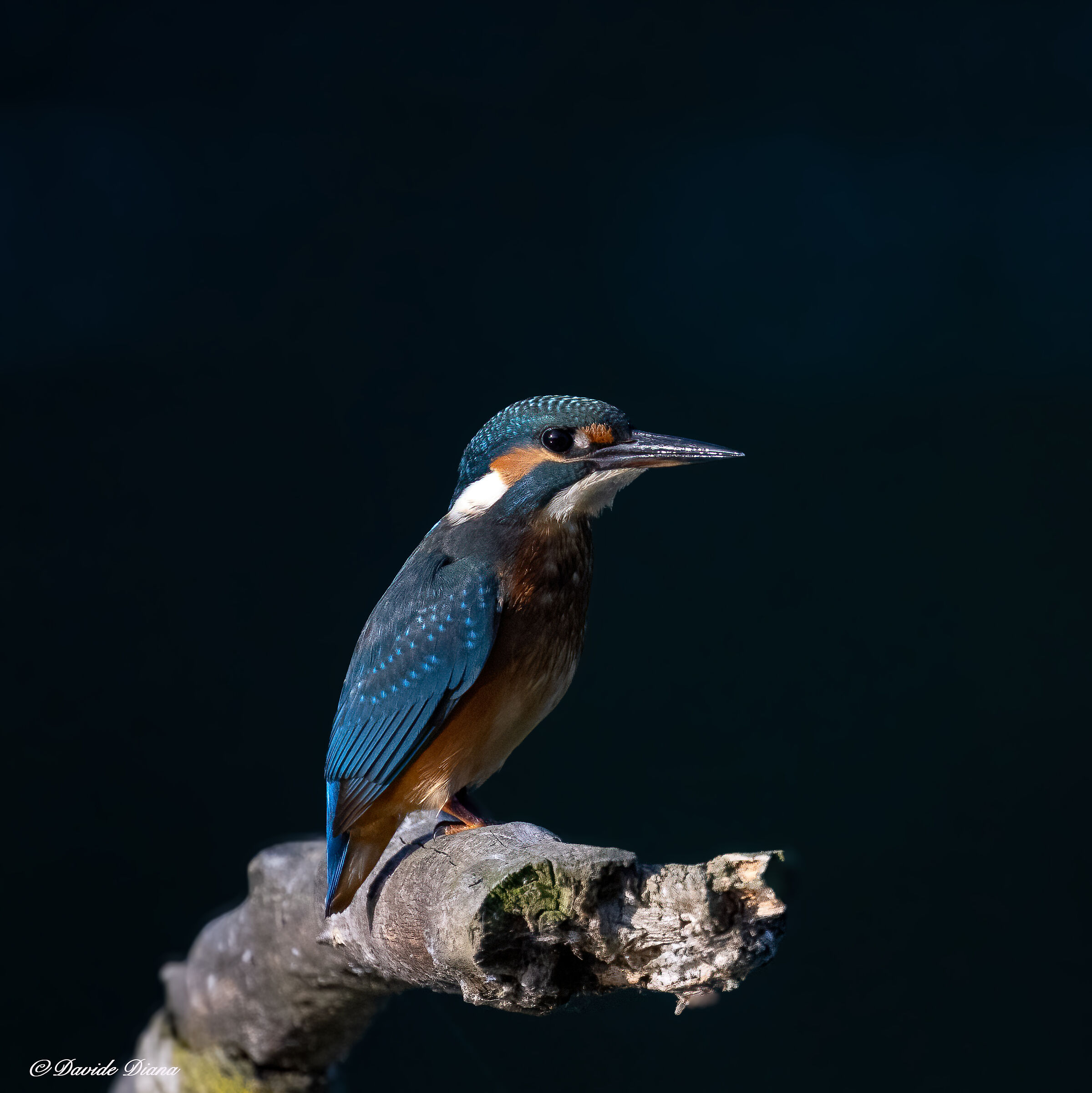 Martin Pescatore - Kingfisher
