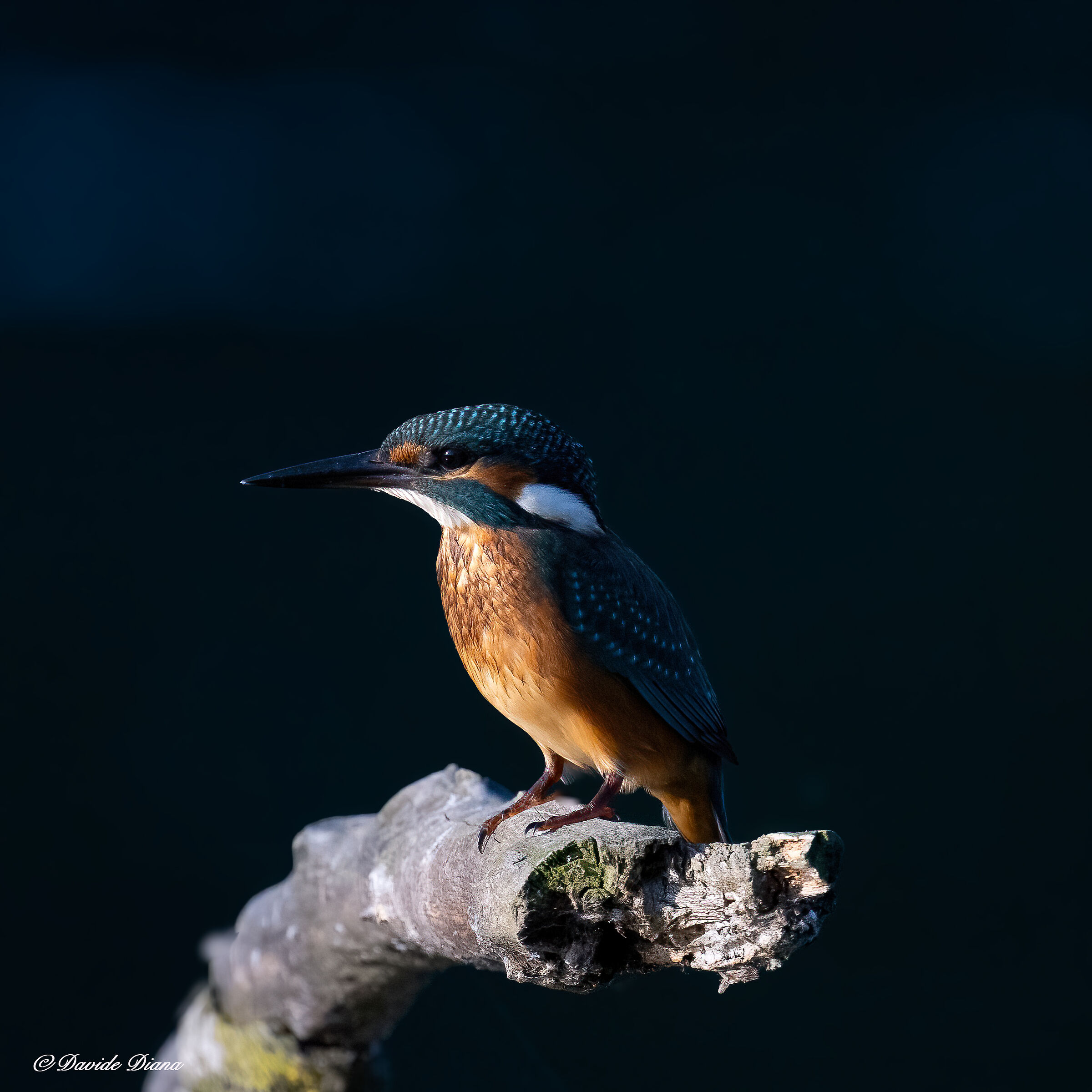 Martin Pescatore - Kingfisher