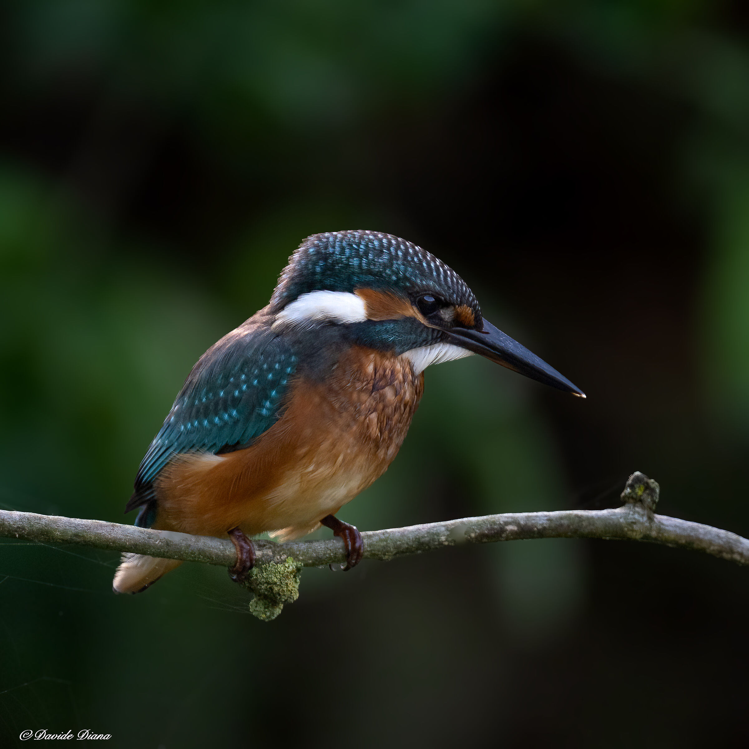 Martin Pescatore - Kingfisher