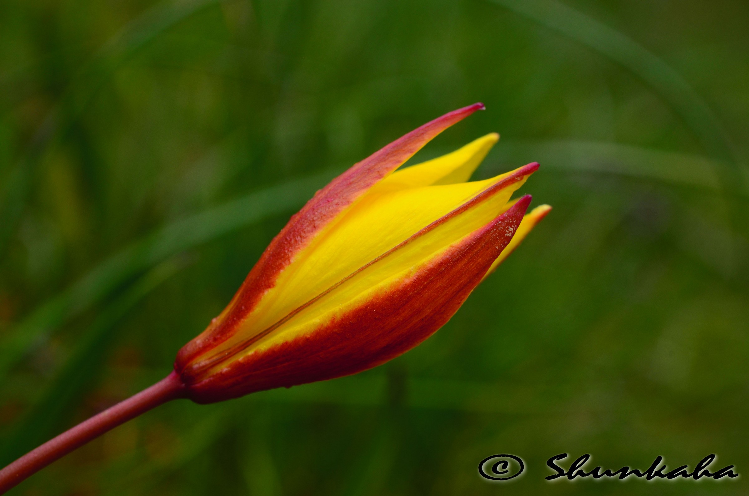 Tulipa australis - Parc National du Mercantour (F)