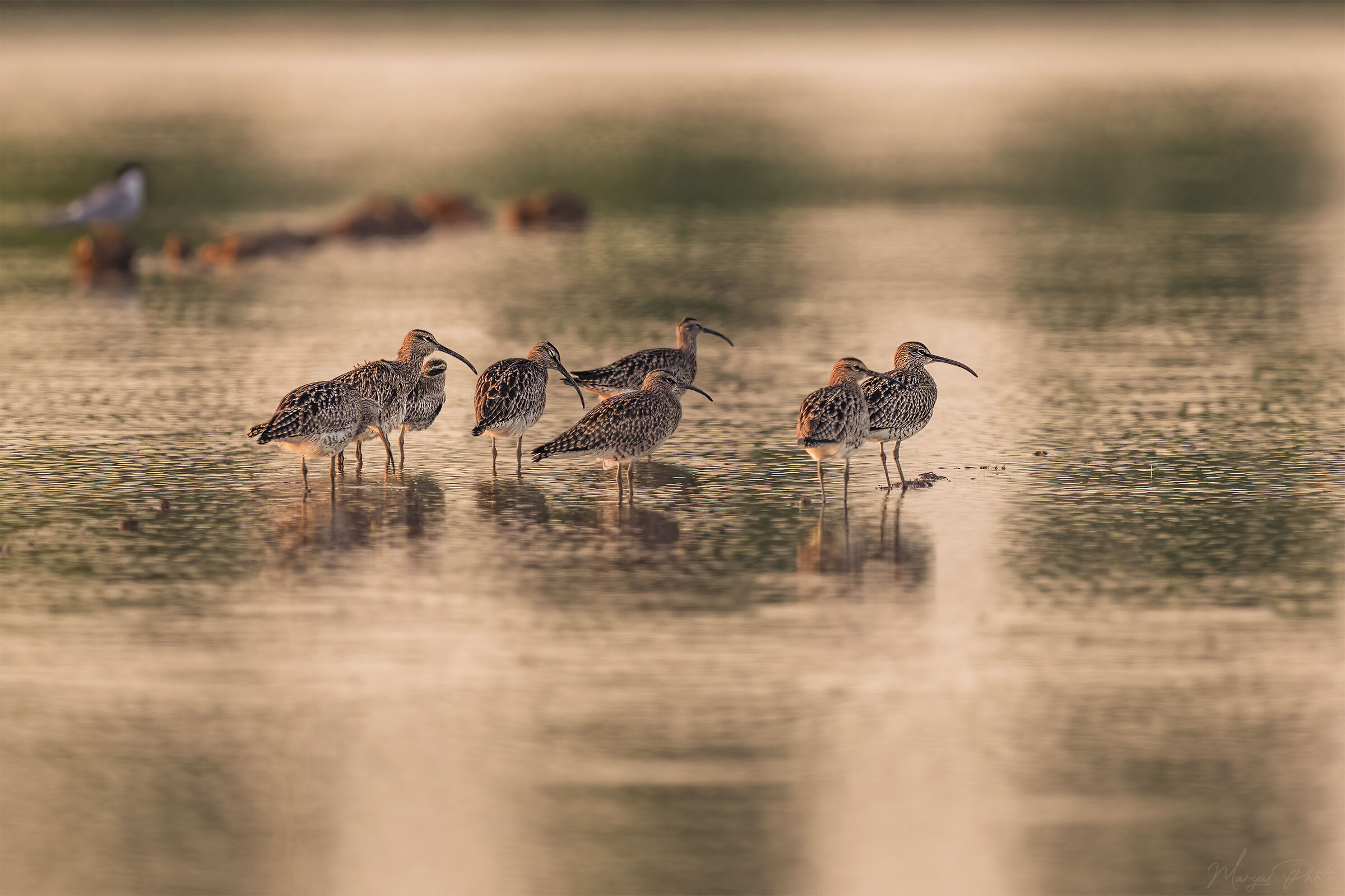 Luce serale sui chiurli