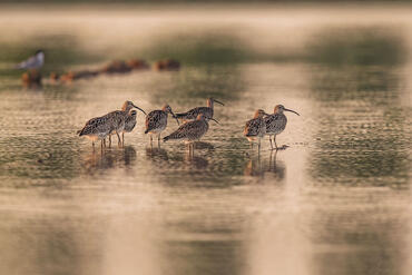 Numenius phaeopus