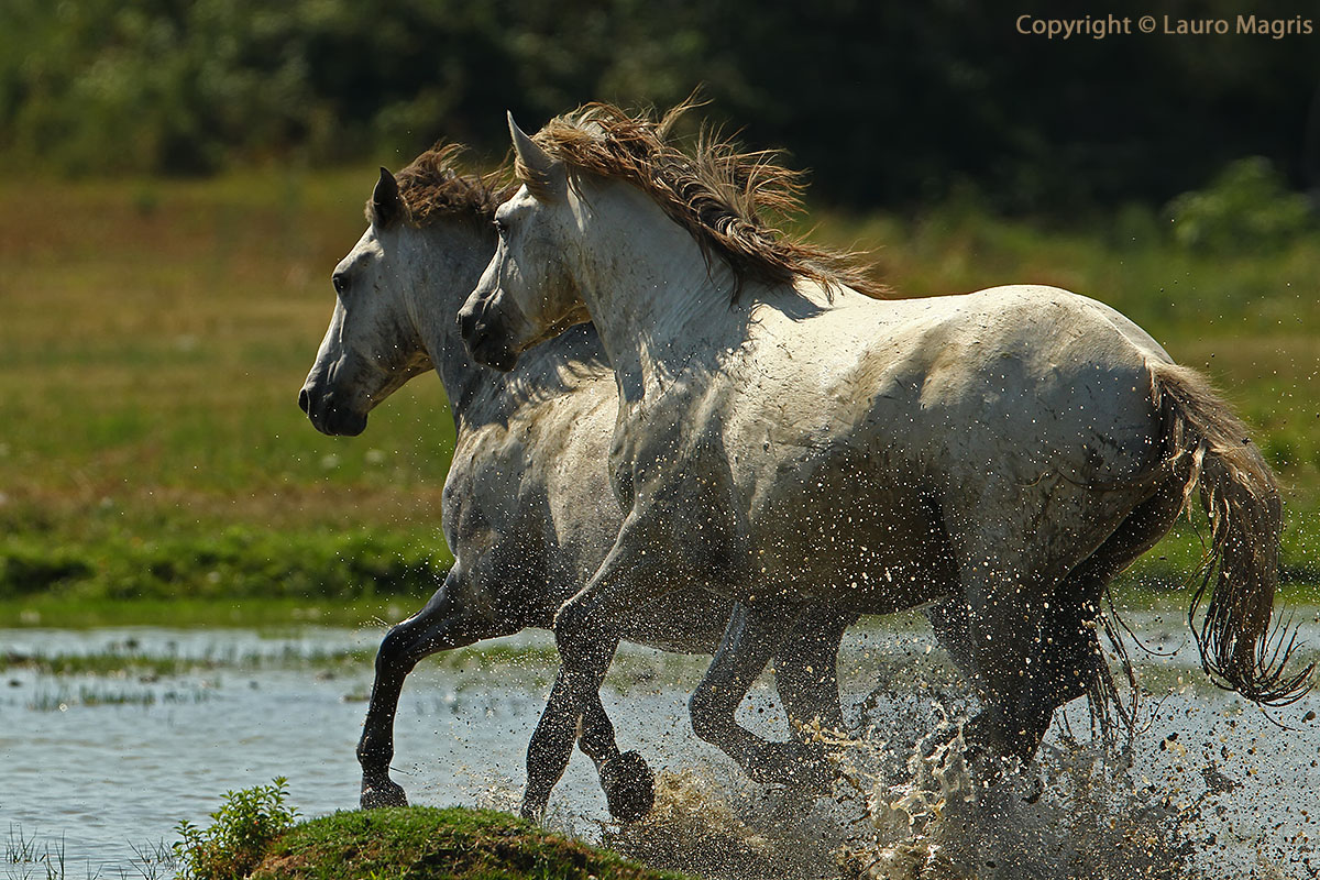 The wind in their manes