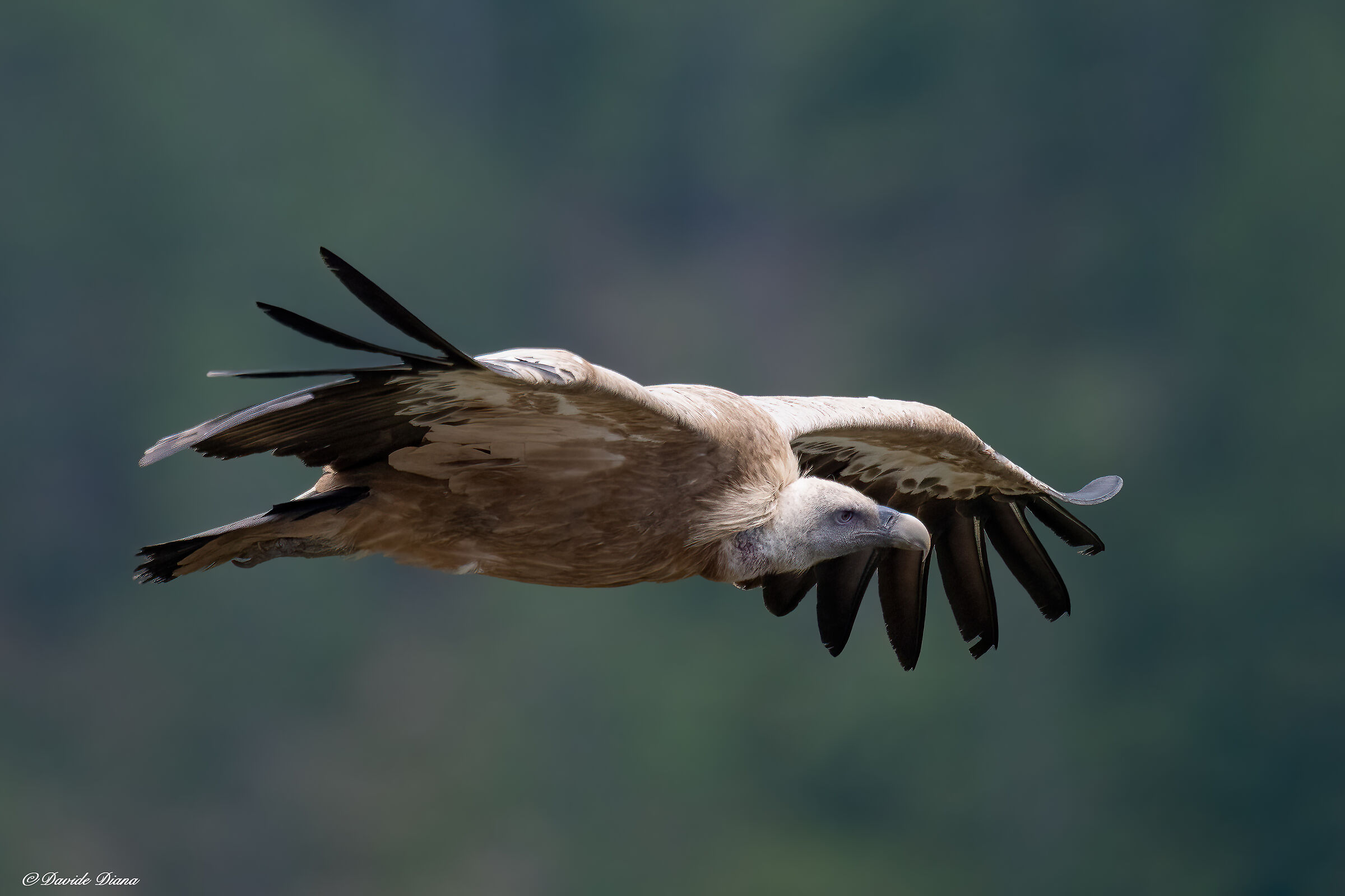 Griffin - Barronies Provencal