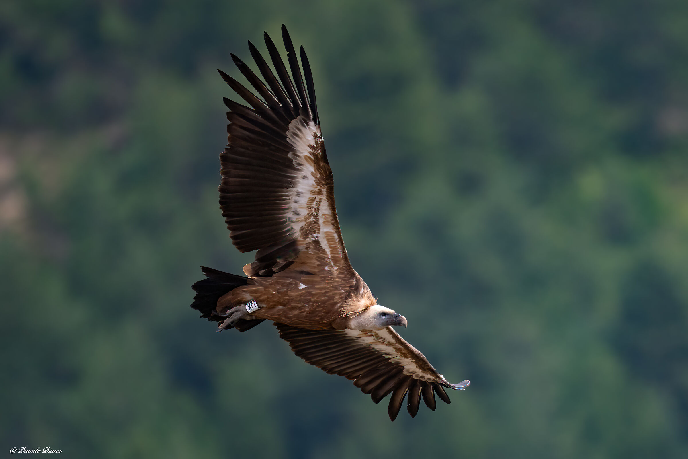 Griffin - Barronies Provencal