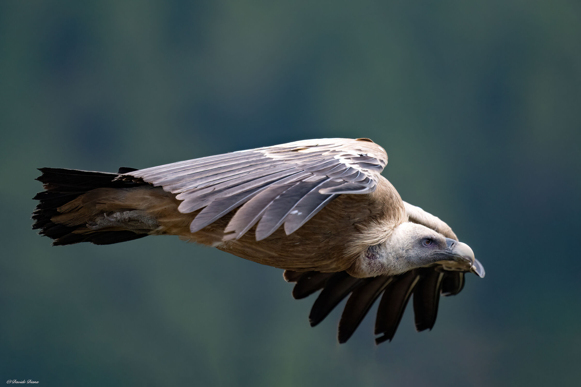 Griffin - Barronies Provencal