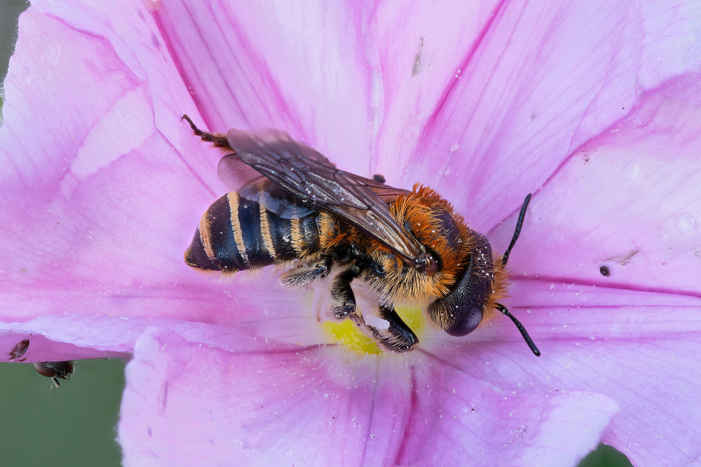 Apidae Megachilinae sp. + spy fly